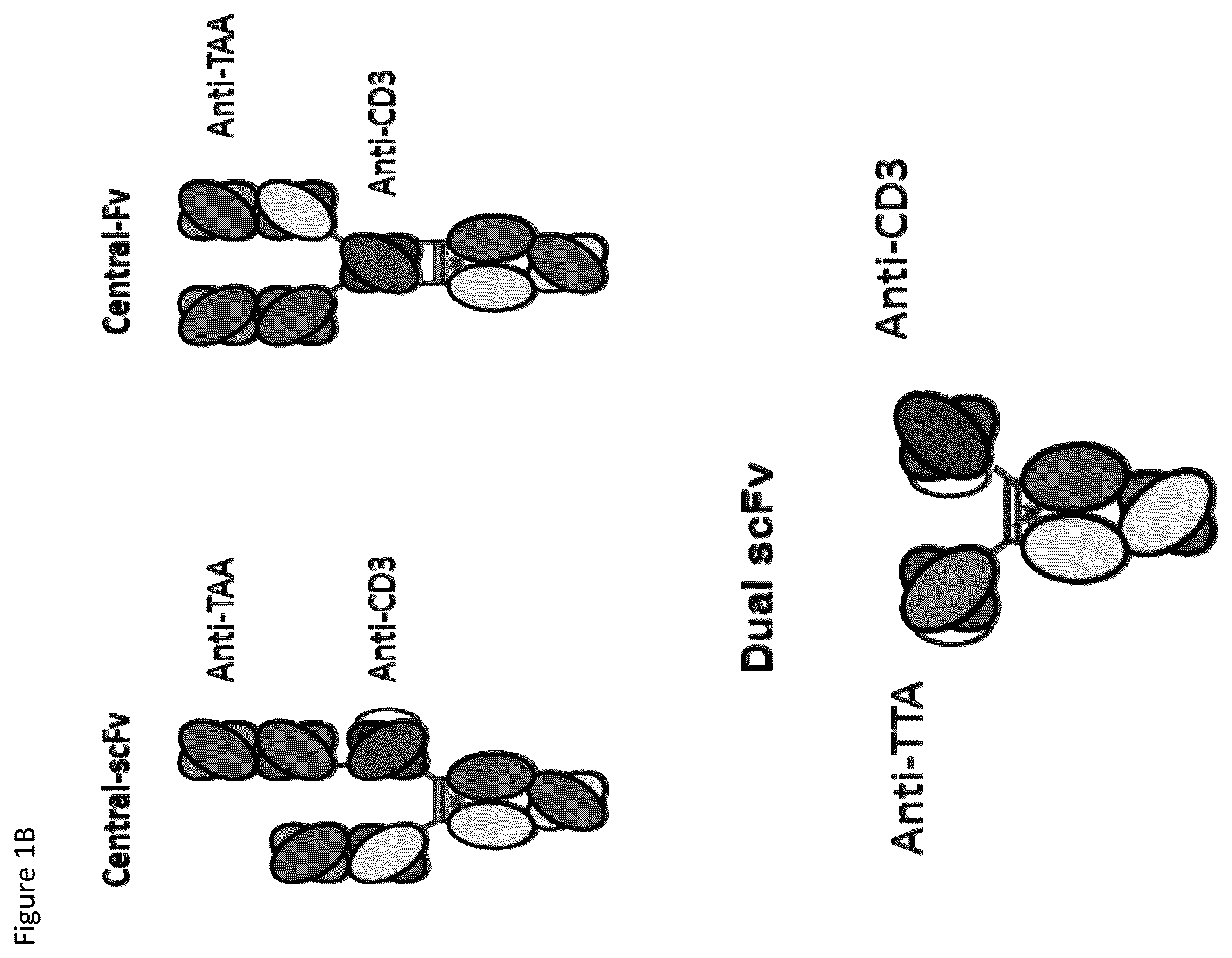 Patent US12359002 Figure 2 – Heterodimeric antibodies that bind CD3 and tumor antigens