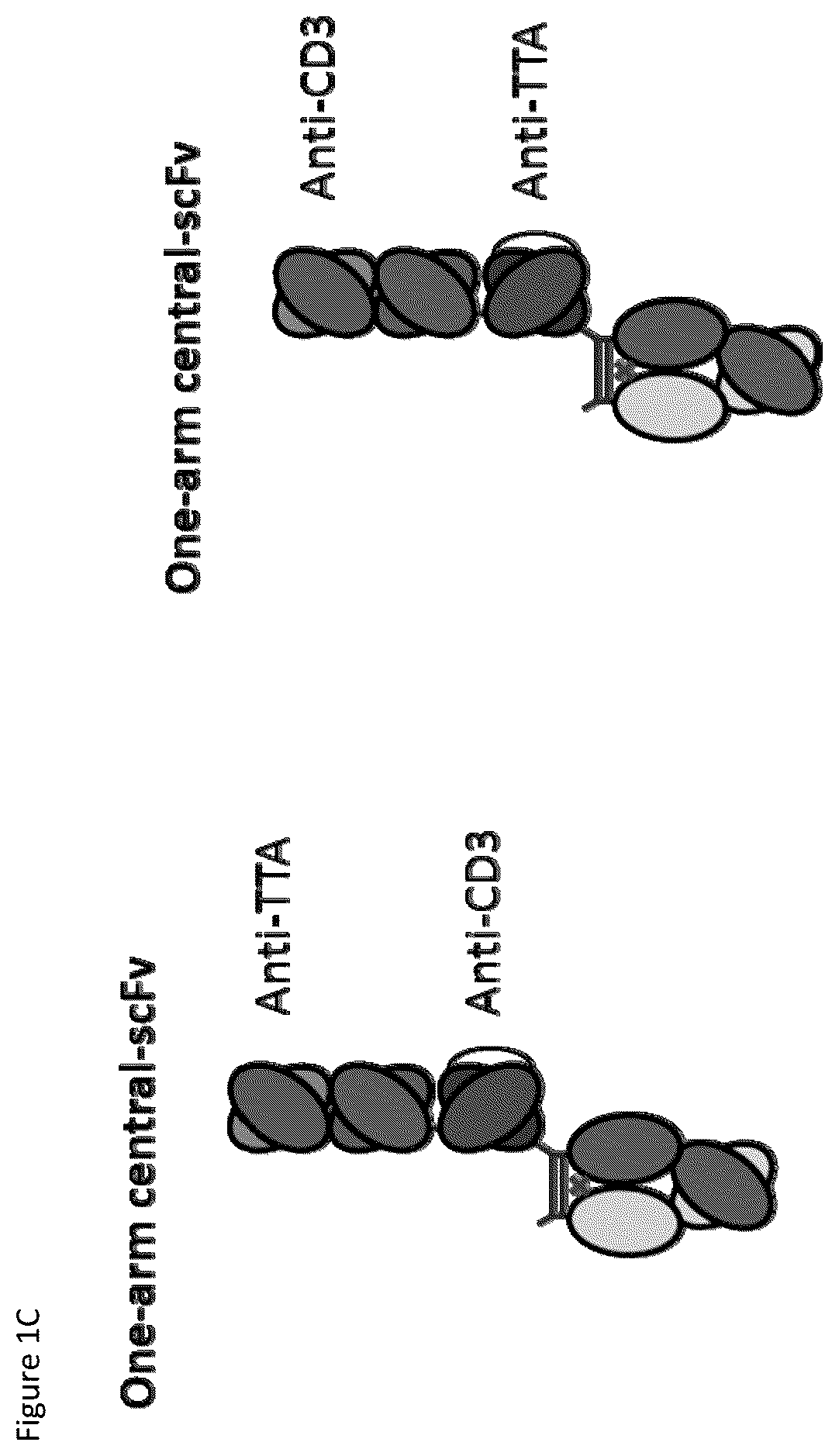 Patent US12359002 Figure 3 – Heterodimeric antibodies that bind CD3 and tumor antigens