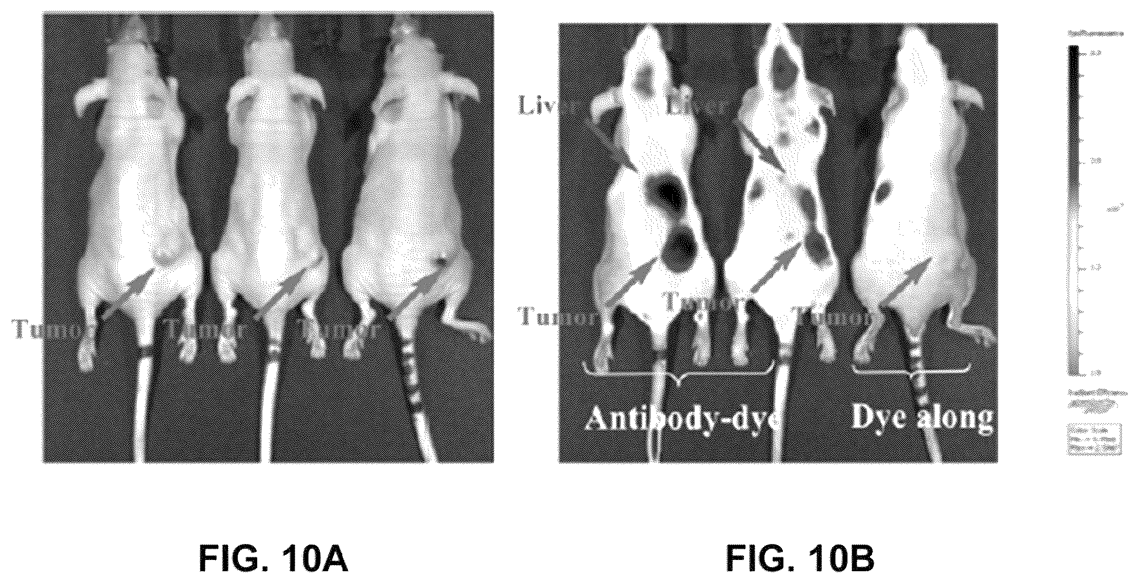 Patent US12359069 Figure 10 – Azacyanine dyes and use thereof