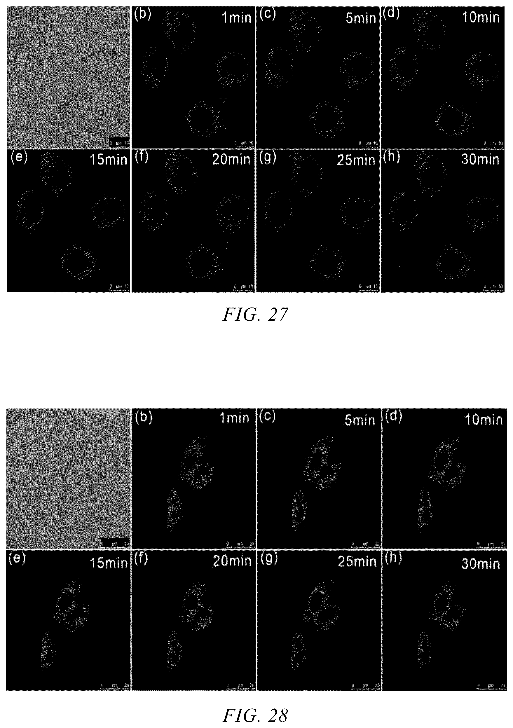 Patent US12359121 Figure 14 – Neutral fluorescent mitochondrial marker as amide derivative, and preparation method and use thereof