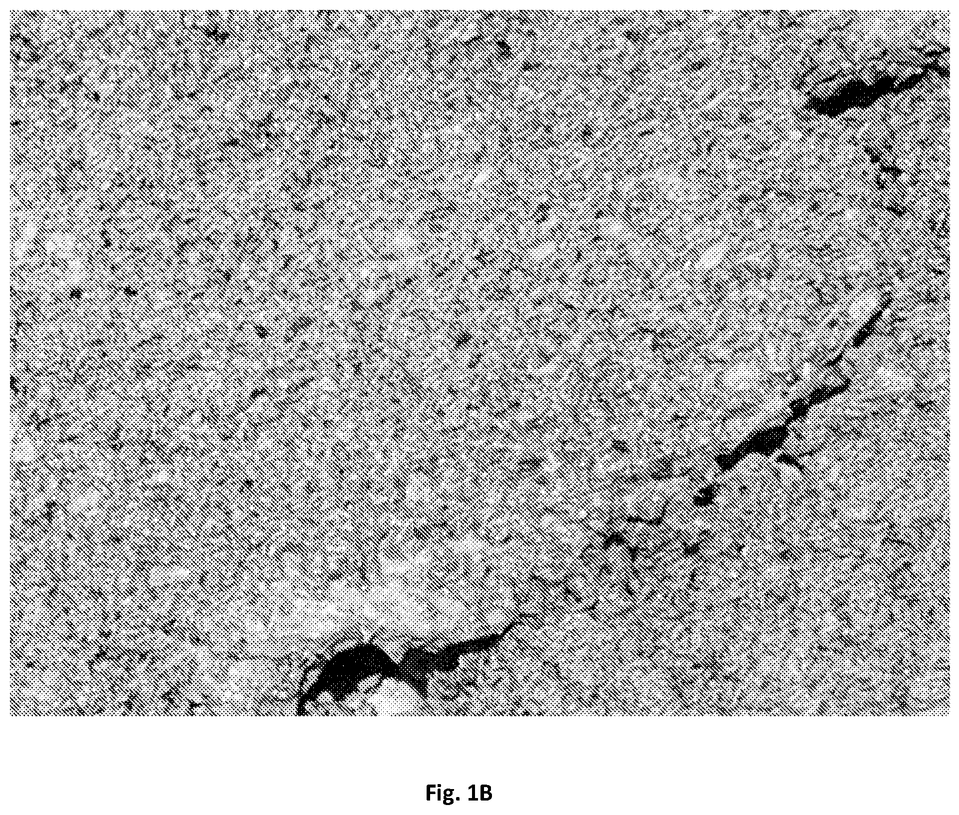 Patent US12359126 Figure 2 – Hydromulch composition and method of use thereof