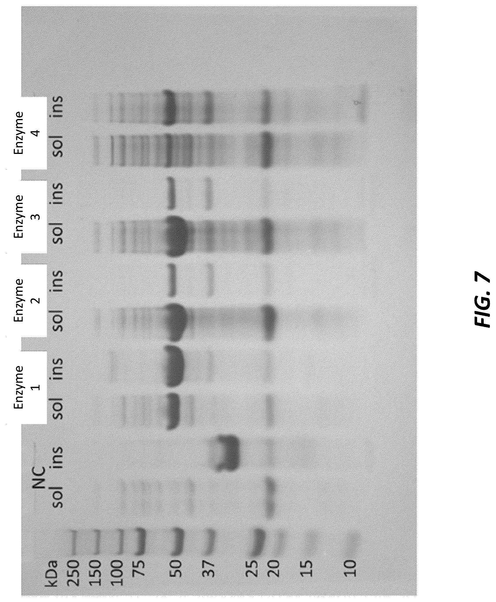 Patent US12359150 Figure 7 – Enzymatic smoothing of beverages