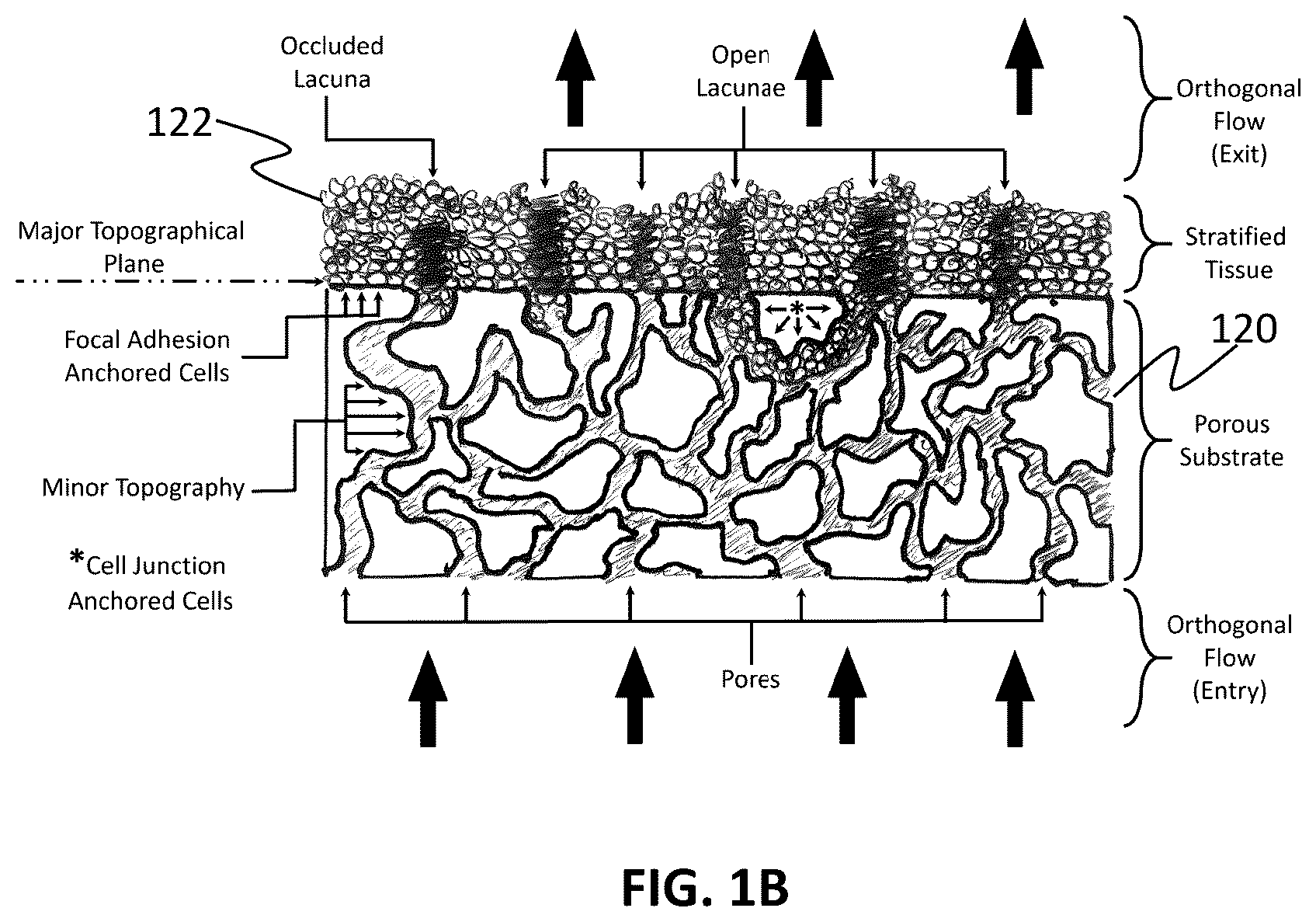 Patent US12359154 Figure 2 – Methods for cultivating tissue on porous substrates