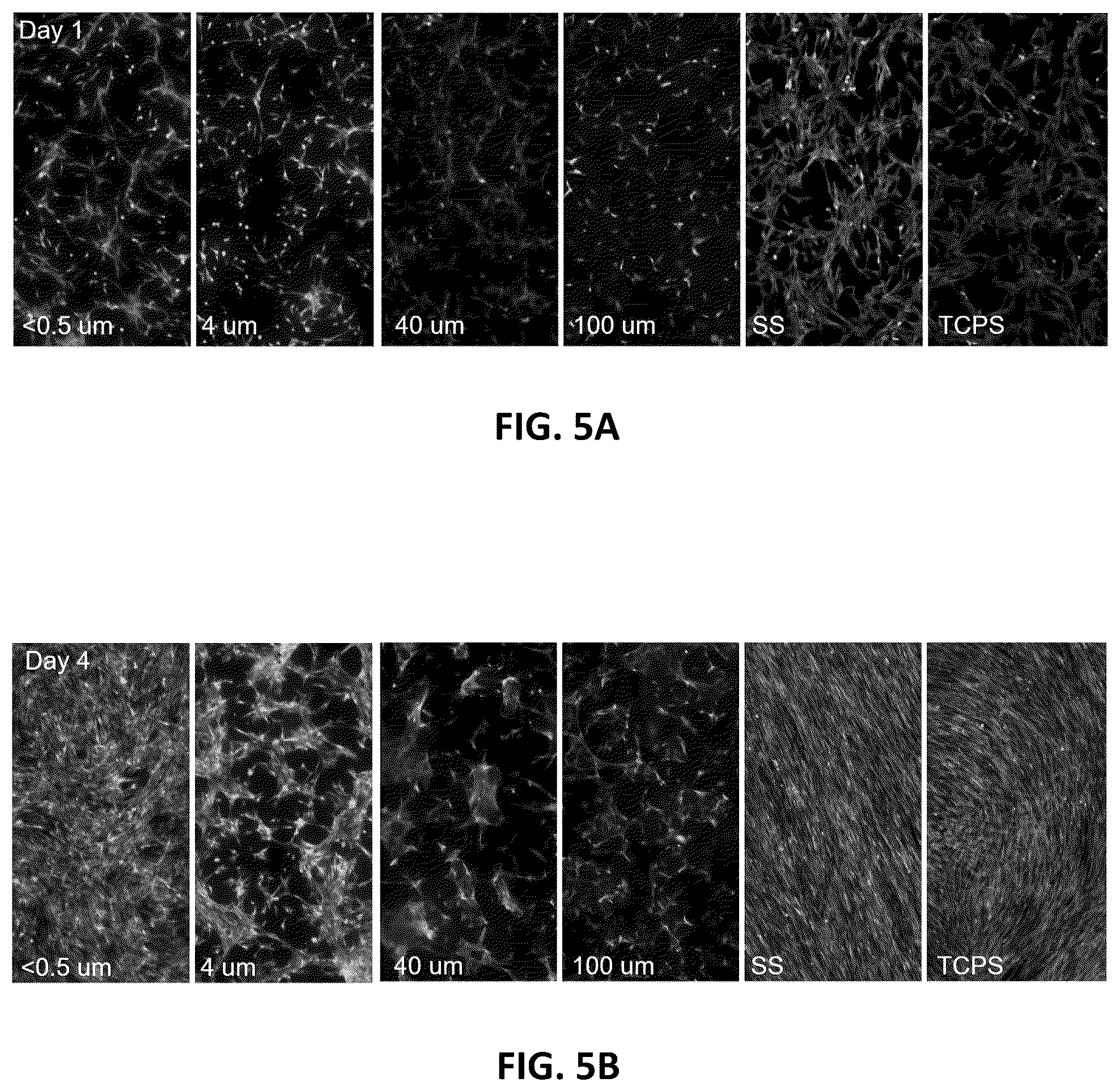 Patent US12359154 Figure 7 – Methods for cultivating tissue on porous substrates