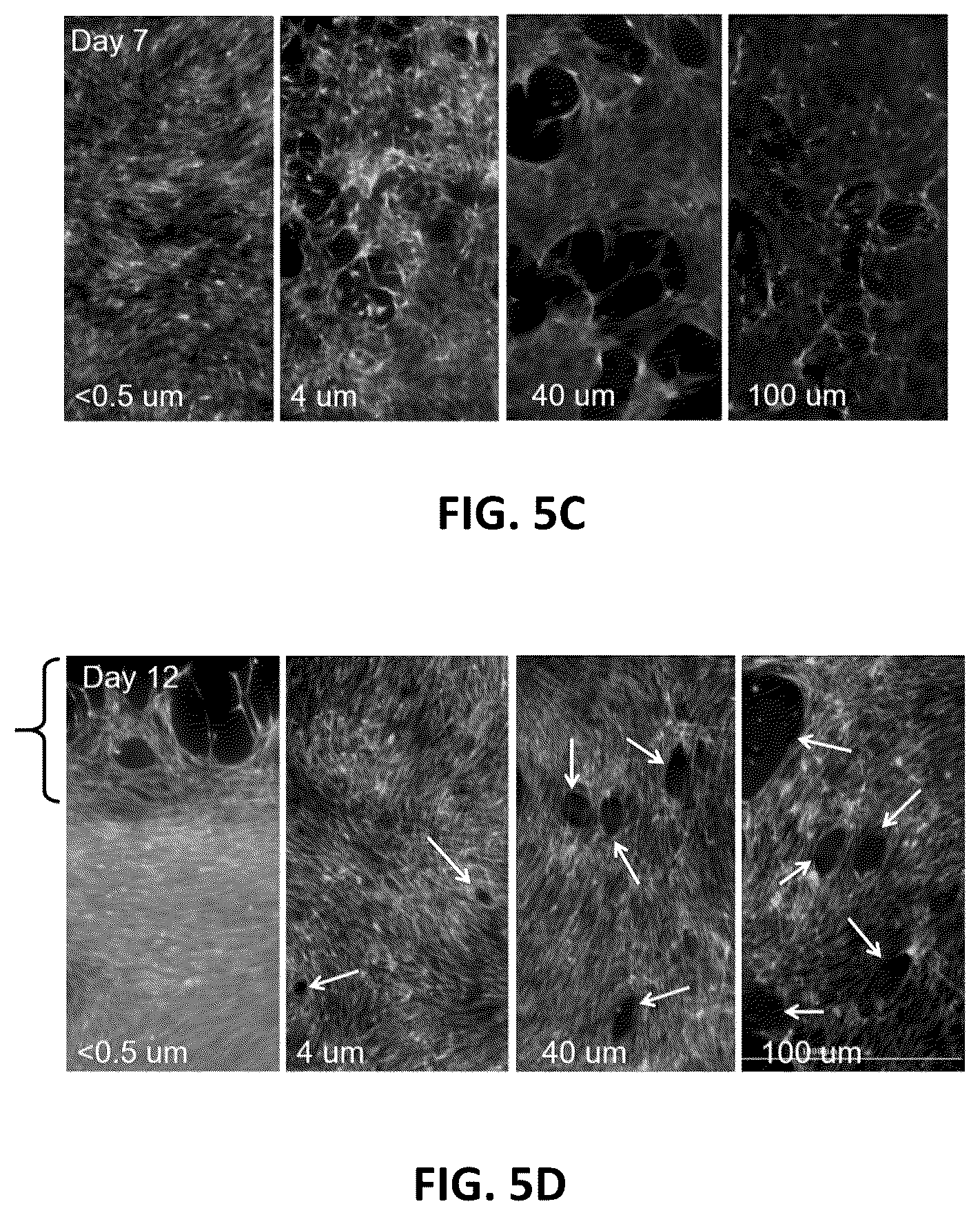 Patent US12359154 Figure 8 – Methods for cultivating tissue on porous substrates