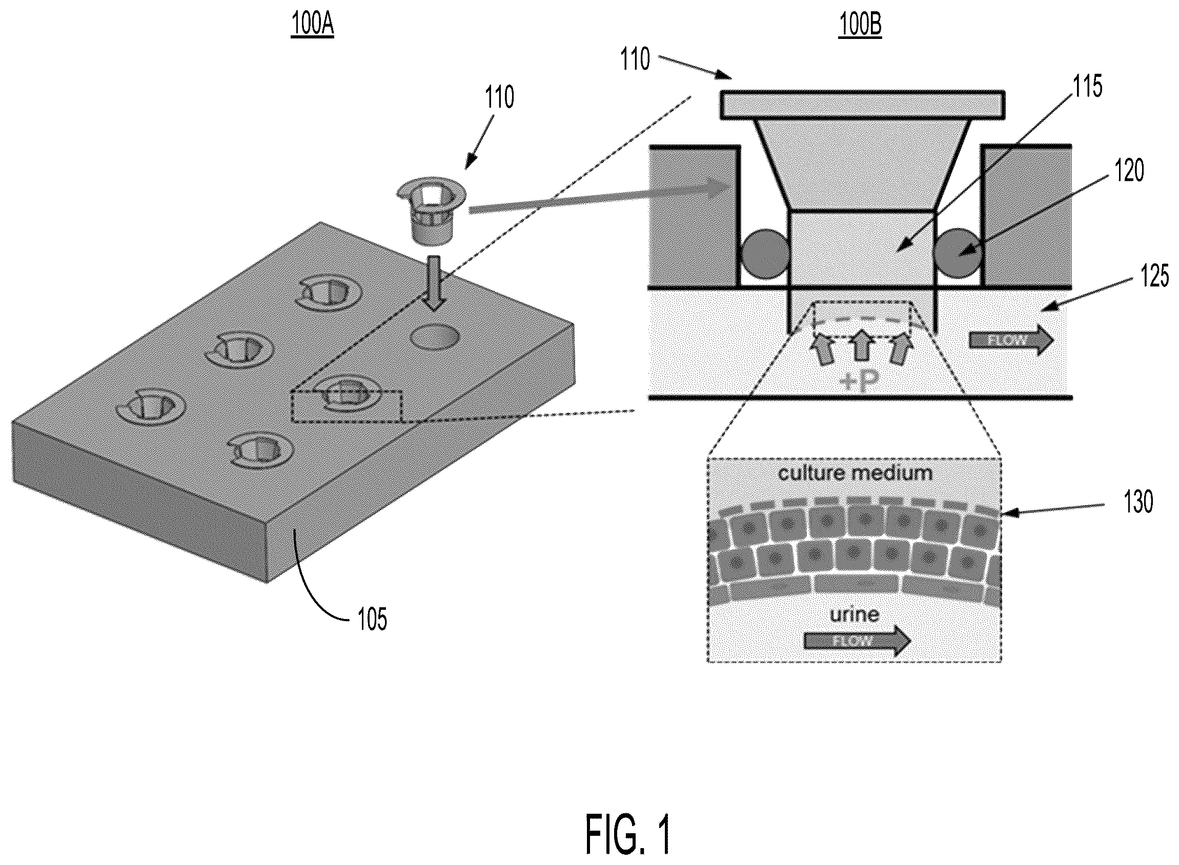 Patent US12359155 Figure 1 – Highly deformable porous membrane culture system and actuation methods for studying the effects of biomechanical stretch on cultured tissue