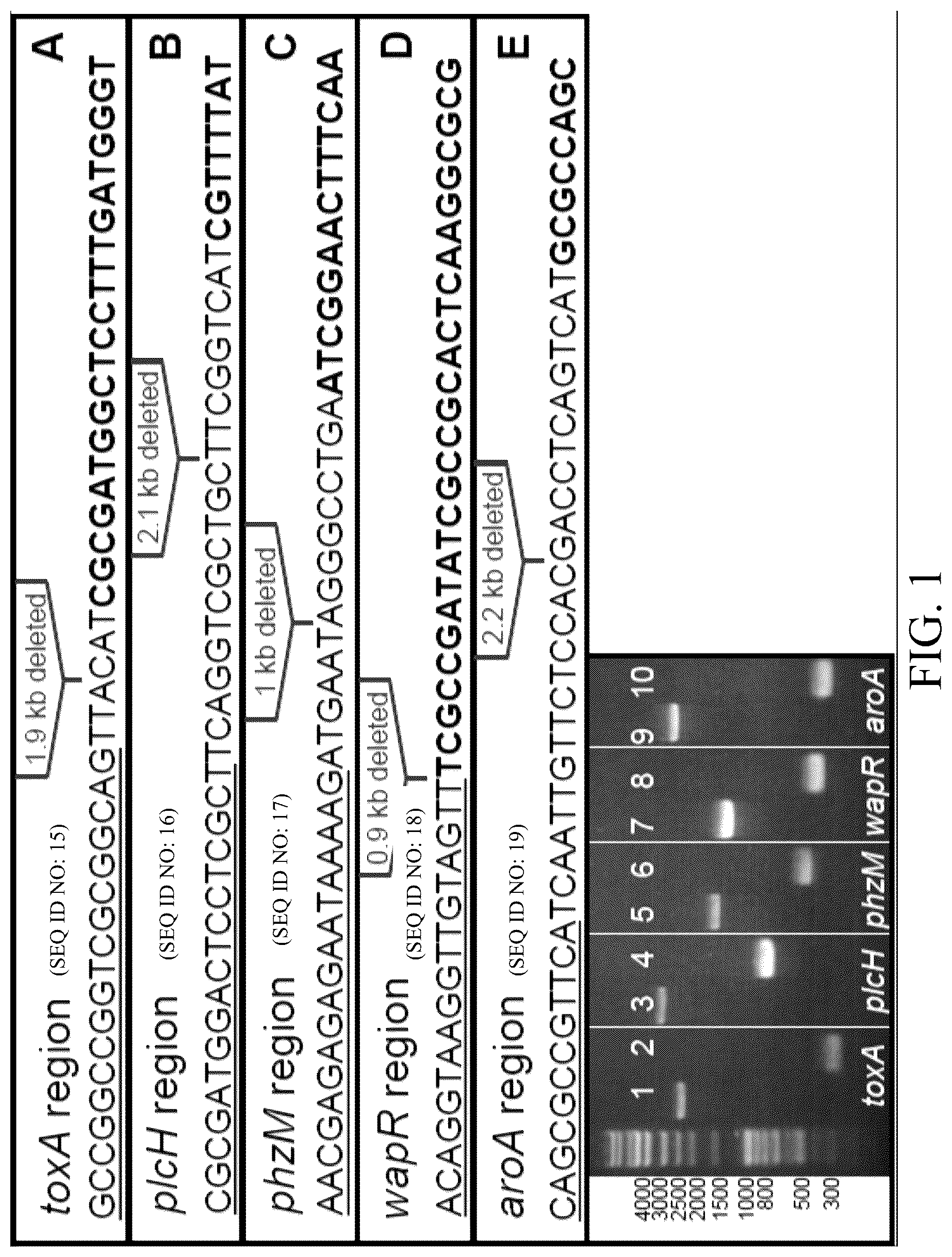 Patent US12359163 Figure 1 – Bacterial cultures and methods for production of alginate