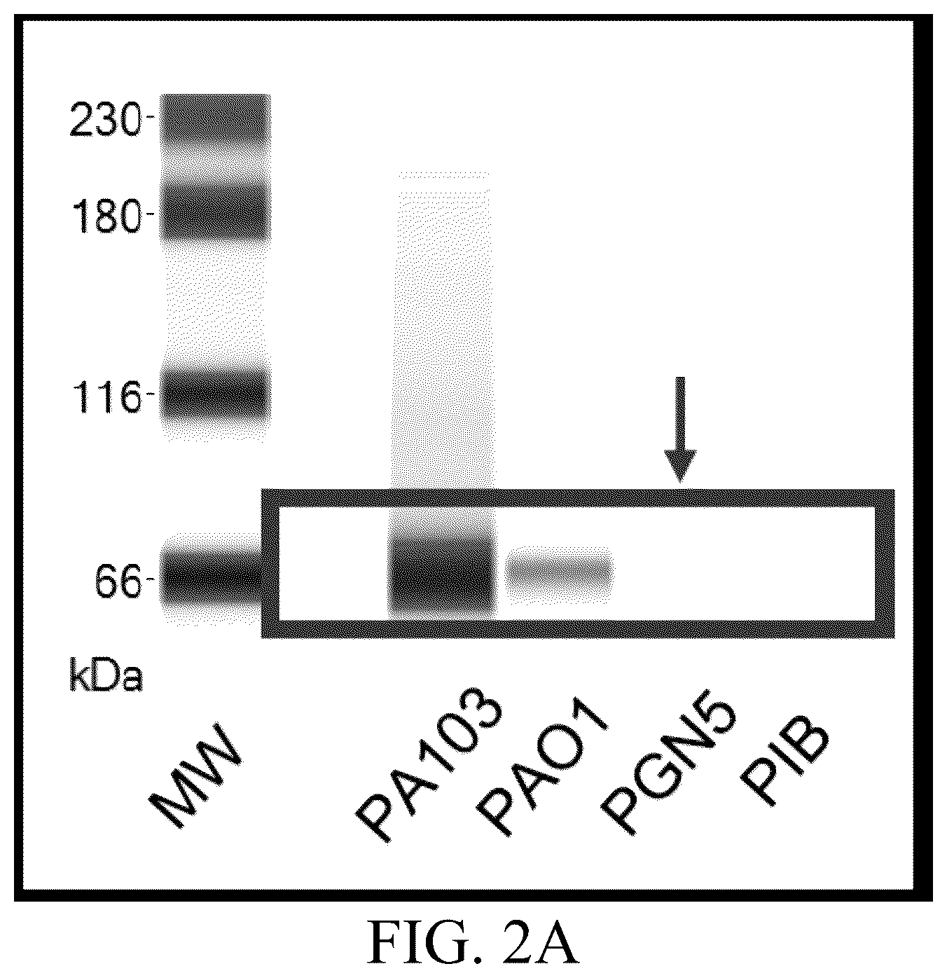 Patent US12359163 Figure 2 – Bacterial cultures and methods for production of alginate