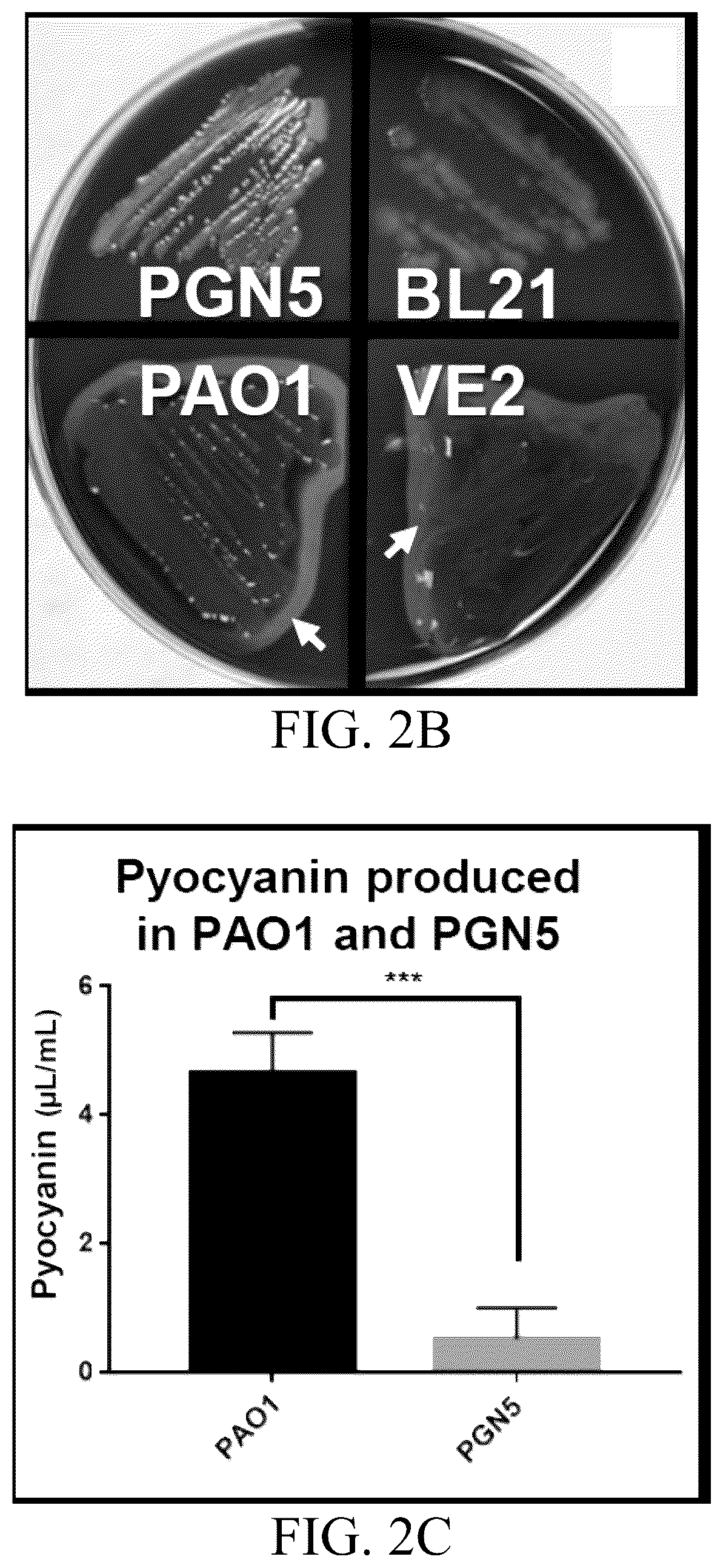 Patent US12359163 Figure 3 – Bacterial cultures and methods for production of alginate