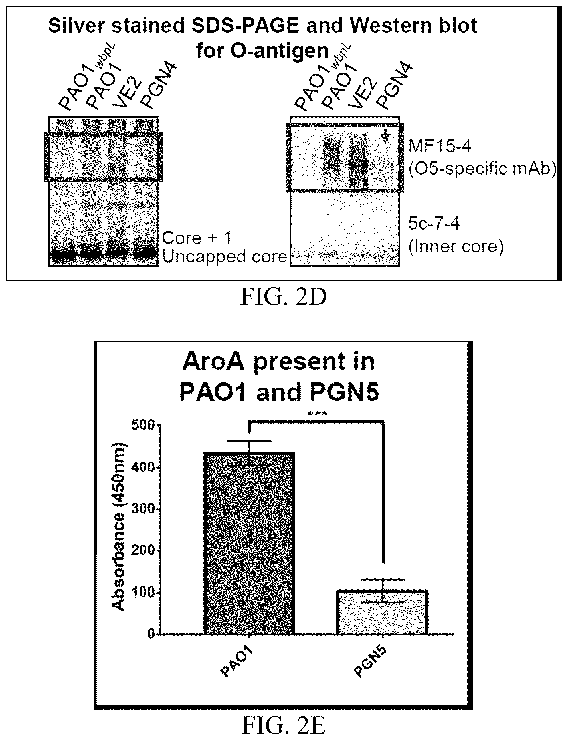 Patent US12359163 Figure 4 – Bacterial cultures and methods for production of alginate