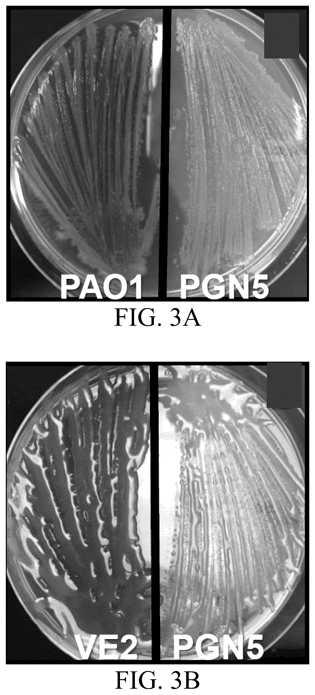 Patent US12359163 Figure 5 – Bacterial cultures and methods for production of alginate
