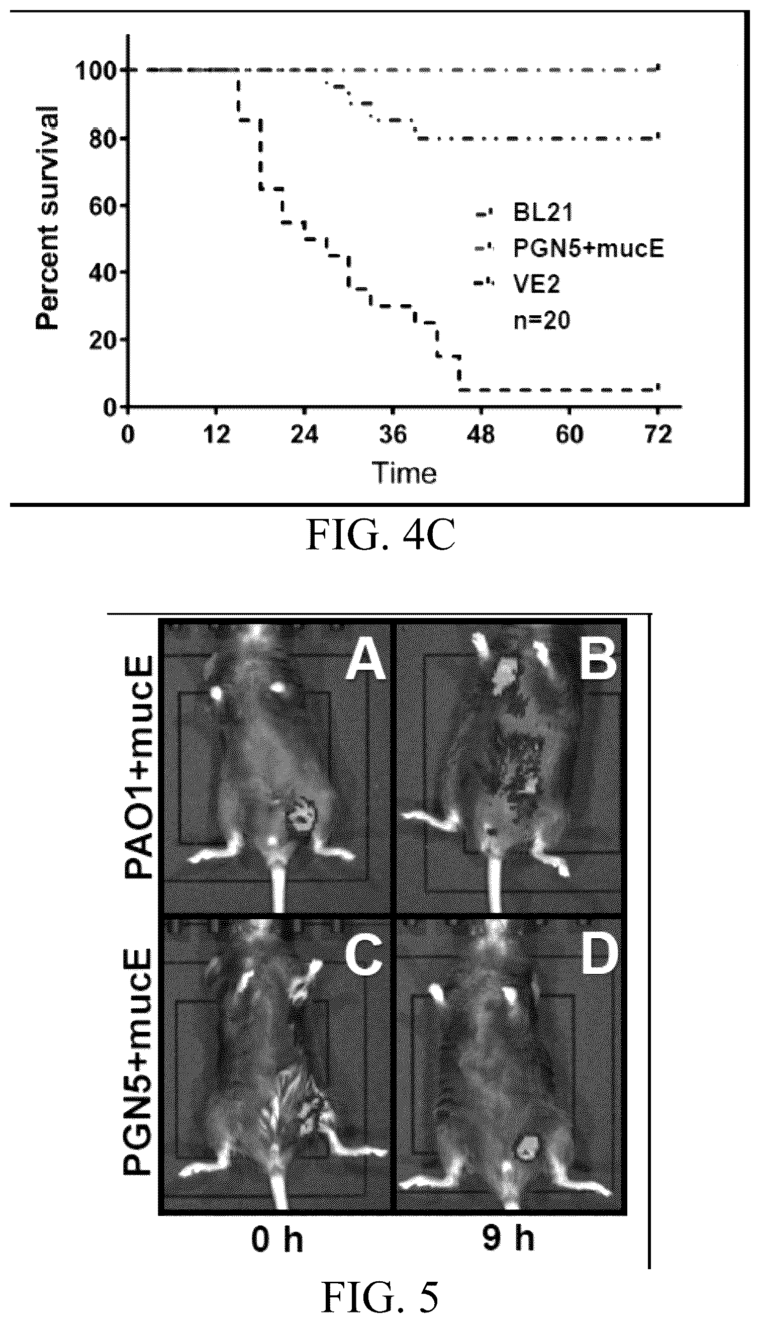 Patent US12359163 Figure 9 – Bacterial cultures and methods for production of alginate