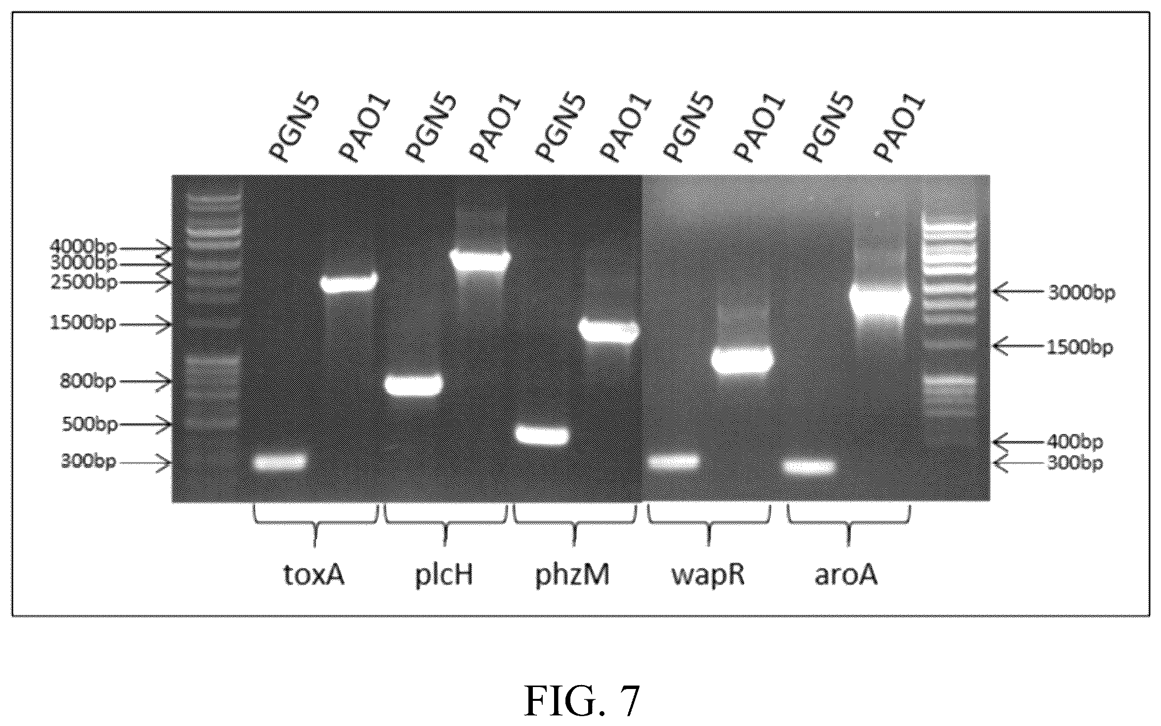 Patent US12359163 Figure 11 – Bacterial cultures and methods for production of alginate