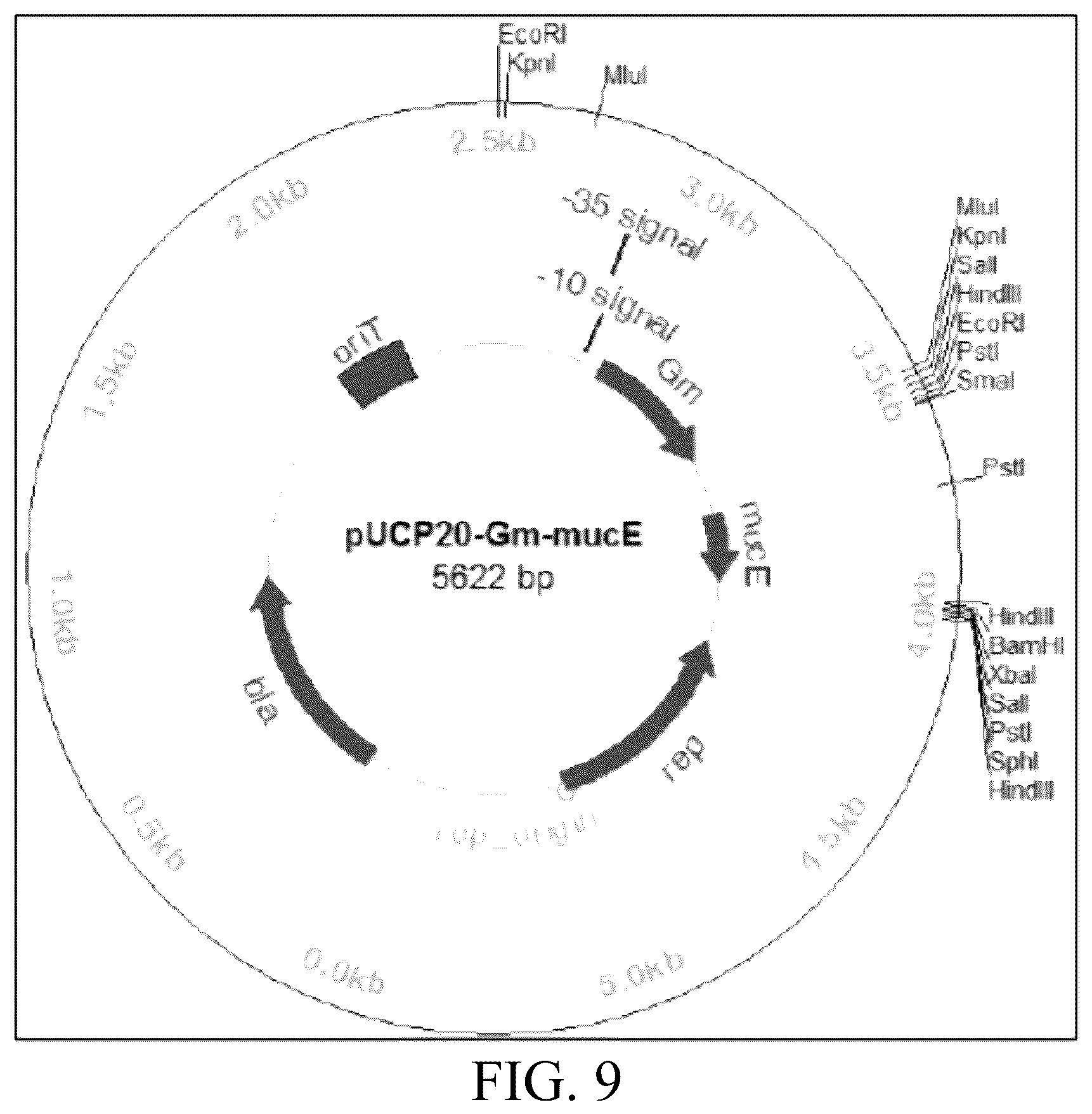 Patent US12359163 Figure 13 – Bacterial cultures and methods for production of alginate