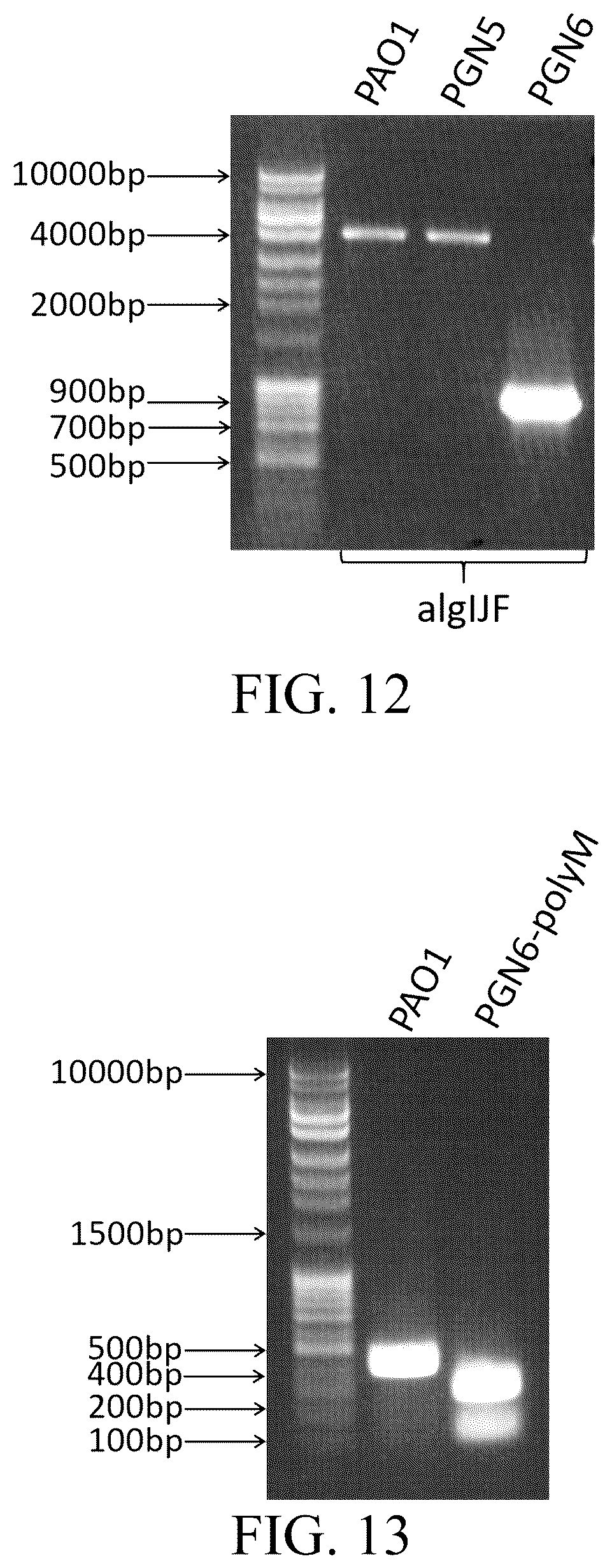 Patent US12359163 Figure 15 – Bacterial cultures and methods for production of alginate