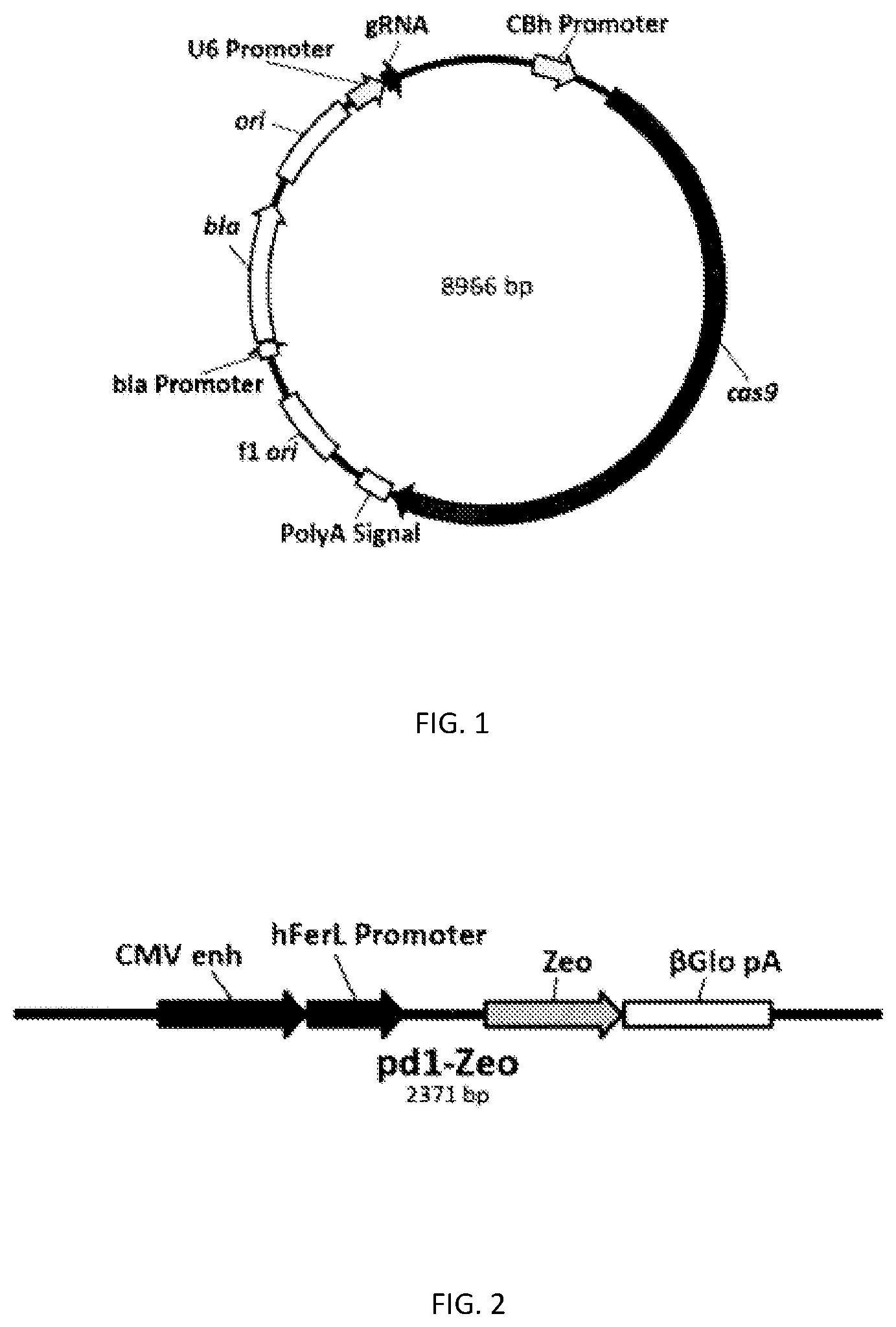 Patent US12359171 — Method for producing NK cells with PD-1 knockout gene and trail or FAS-ligand overexpression — Figure 1