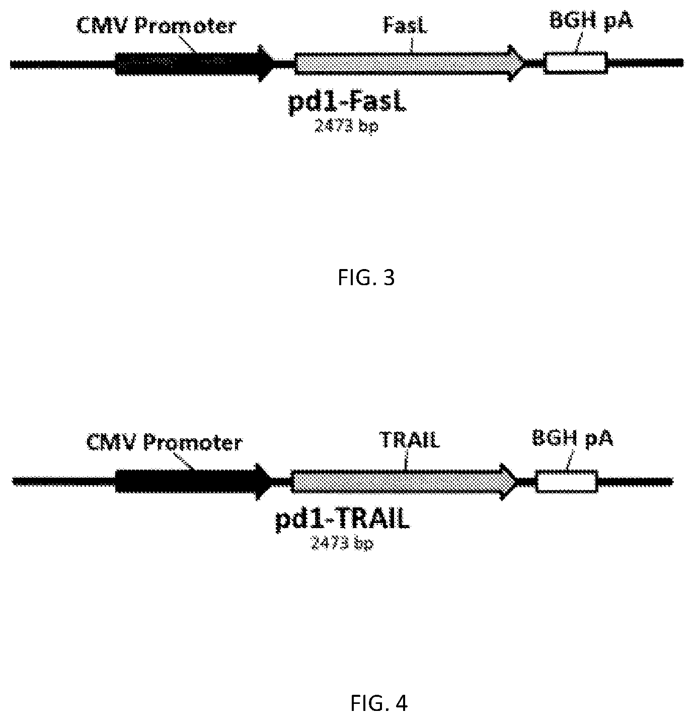 Patent US12359171 Figure 2 – Method for producing NK cells with PD-1 knockout gene and trail or FAS-ligand overexpression