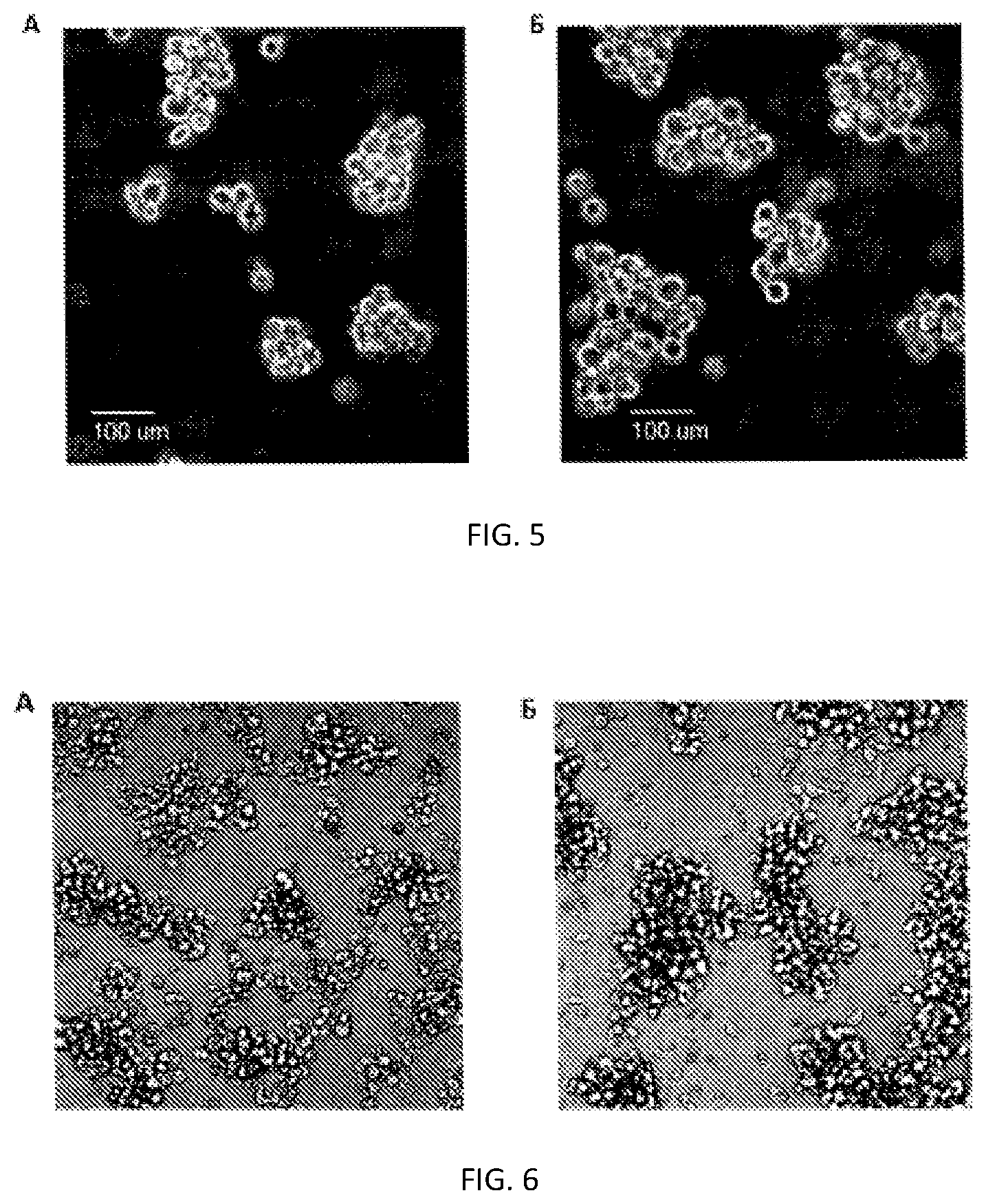 Patent US12359171 Figure 3 – Method for producing NK cells with PD-1 knockout gene and trail or FAS-ligand overexpression