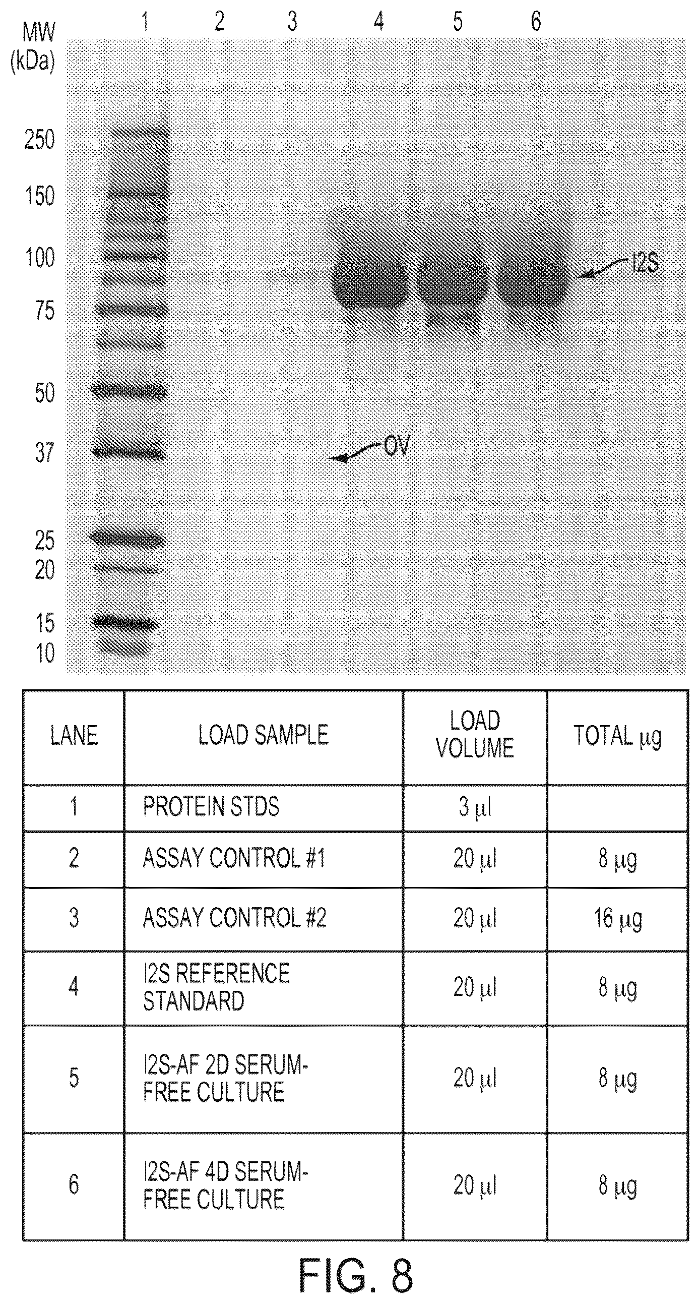 Patent US12359178 Figure 8 – Methods and compositions for treatment of hunter syndrome comprising iduronate-2-sulfatase