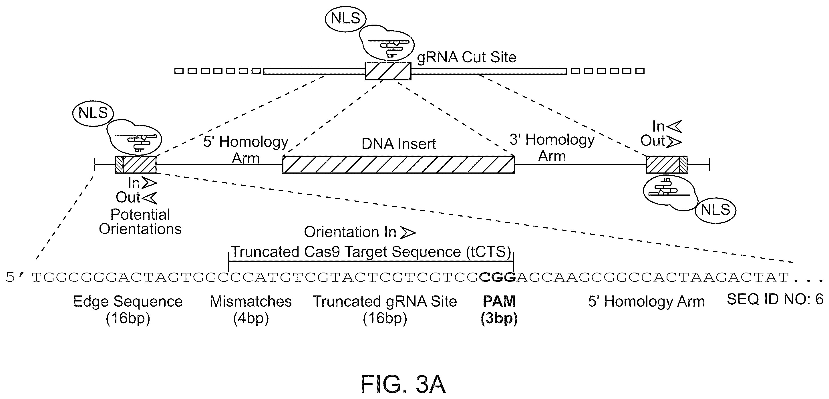 Patent US12359179 Figure 7 – Compositions and methods for modifying a target nucleic acid