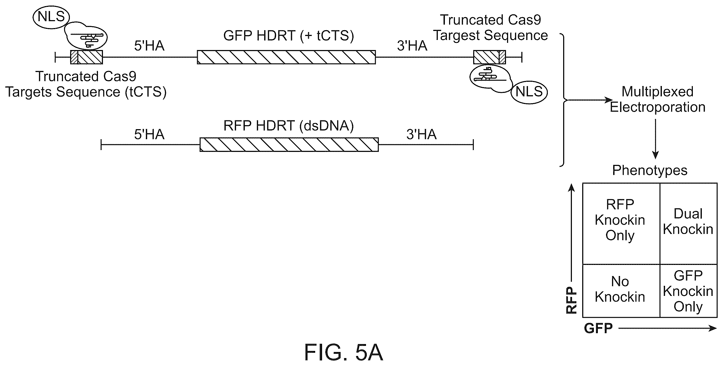 Patent US12359179 Figure 11 – Compositions and methods for modifying a target nucleic acid