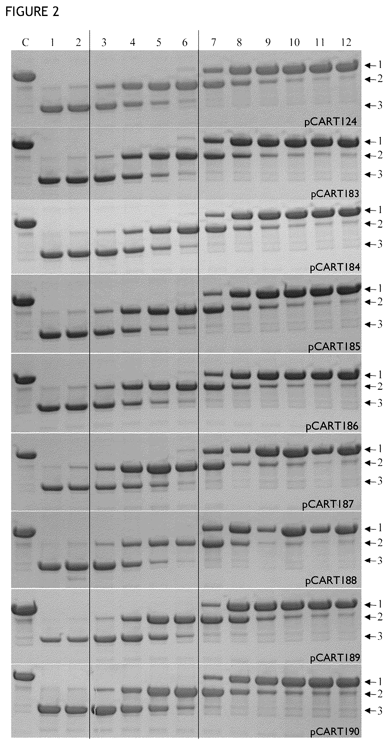 Patent US12359183 Figure 2 – Cysteine protease