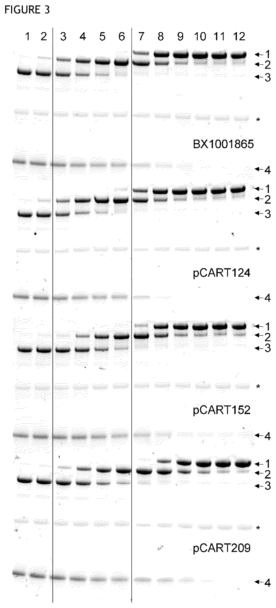 Patent US12359183 Figure 3 – Cysteine protease
