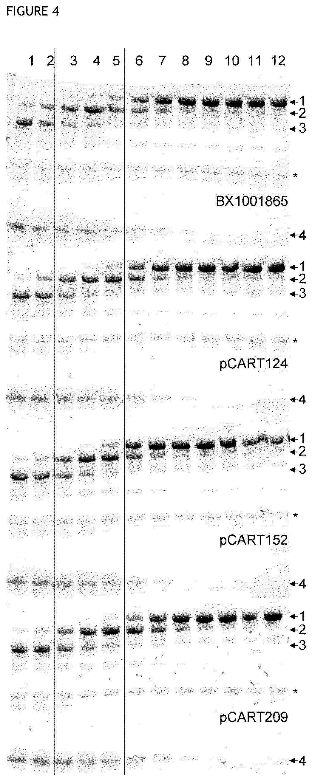 Patent US12359183 Figure 4 – Cysteine protease