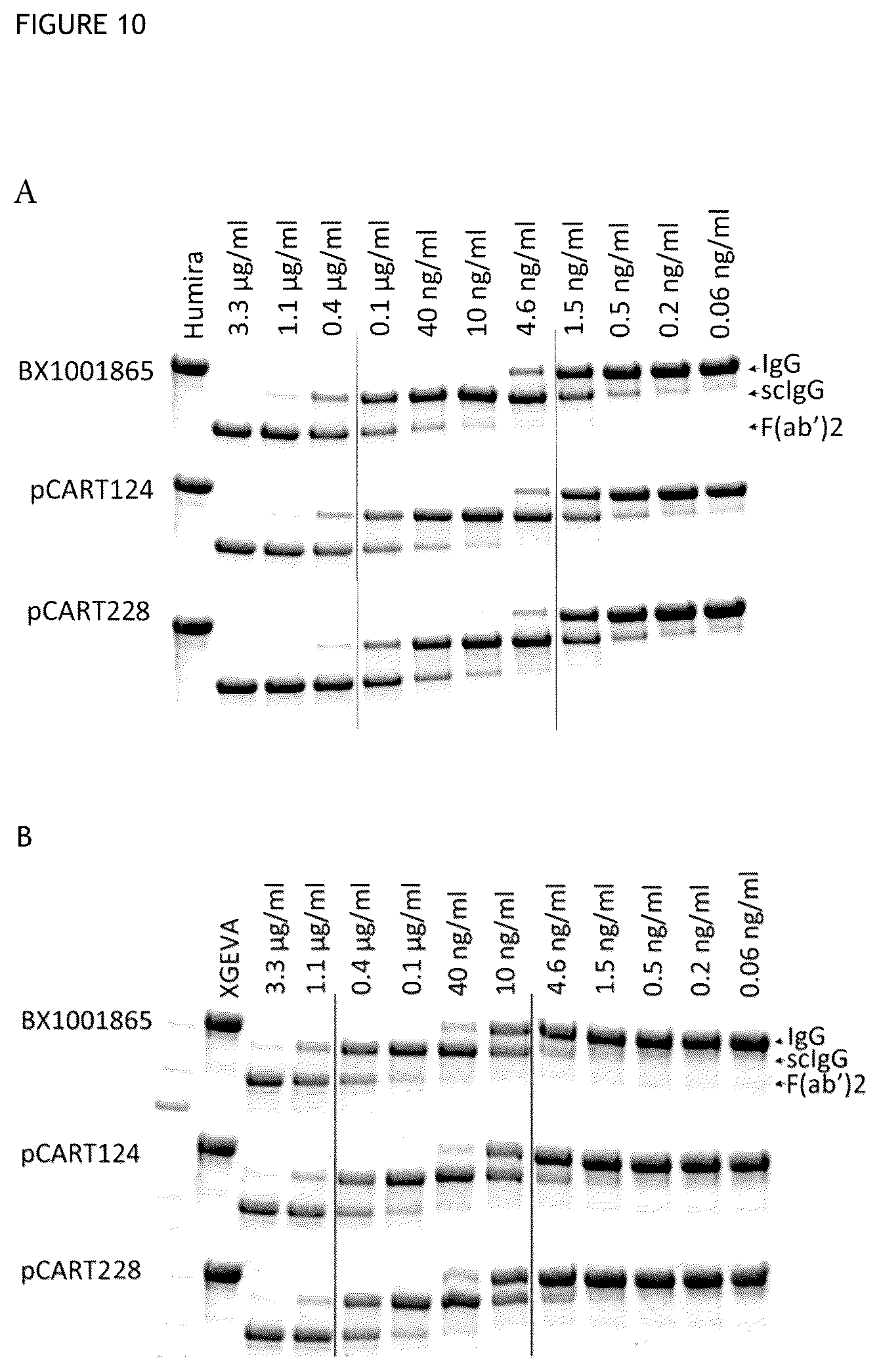Patent US12359183 Figure 9 – Cysteine protease