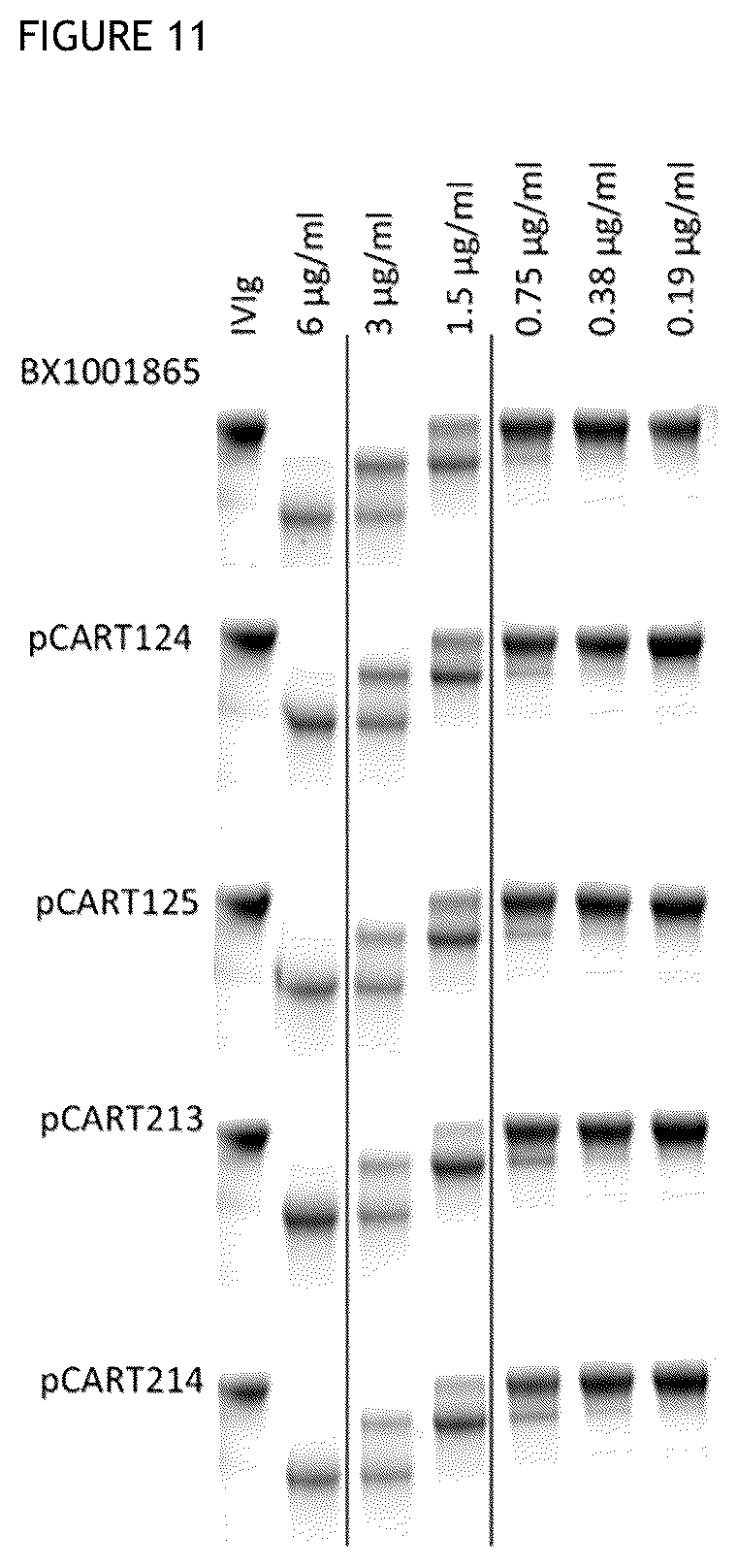 Patent US12359183 Figure 10 – Cysteine protease
