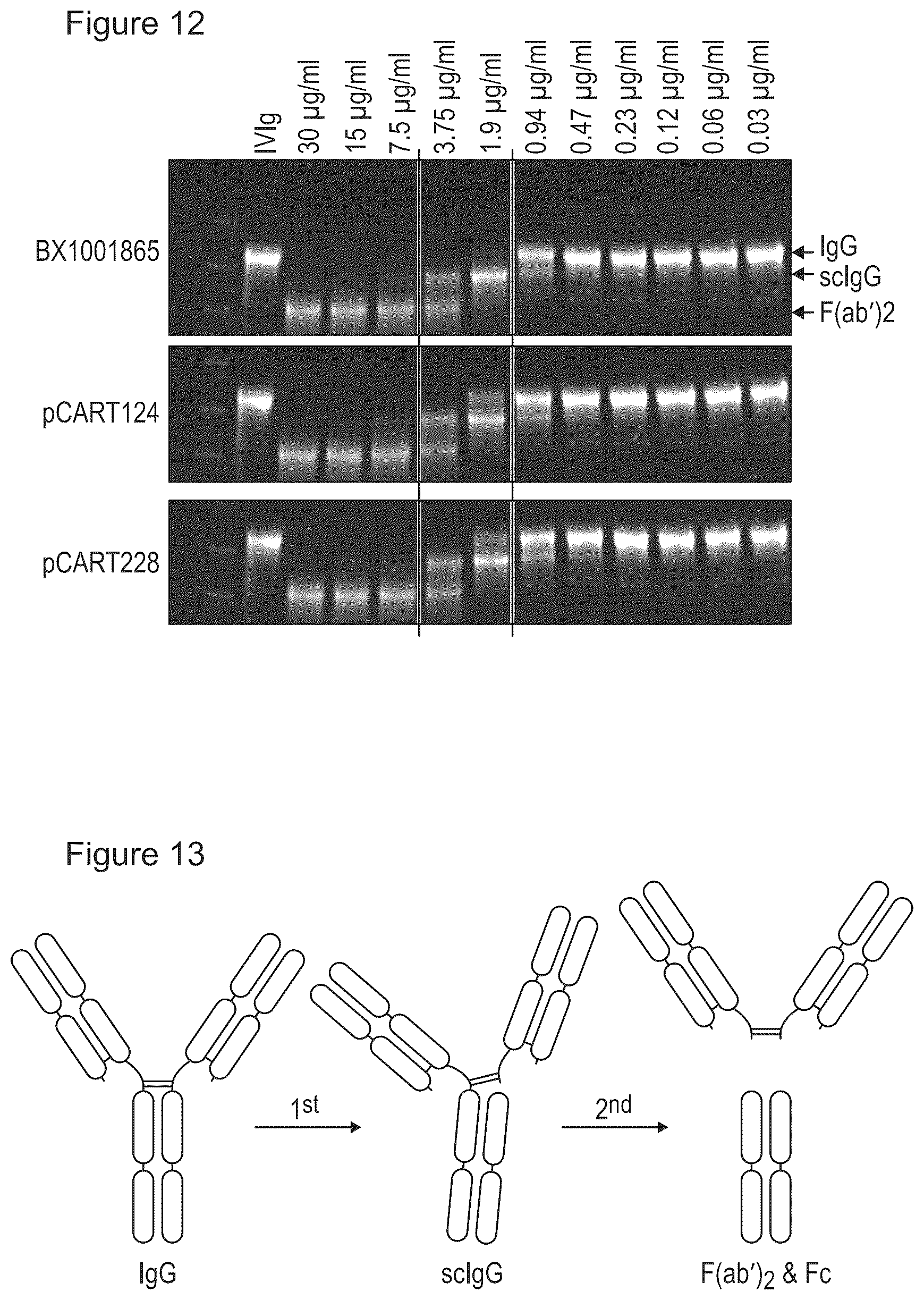 Patent US12359183 Figure 11 – Cysteine protease
