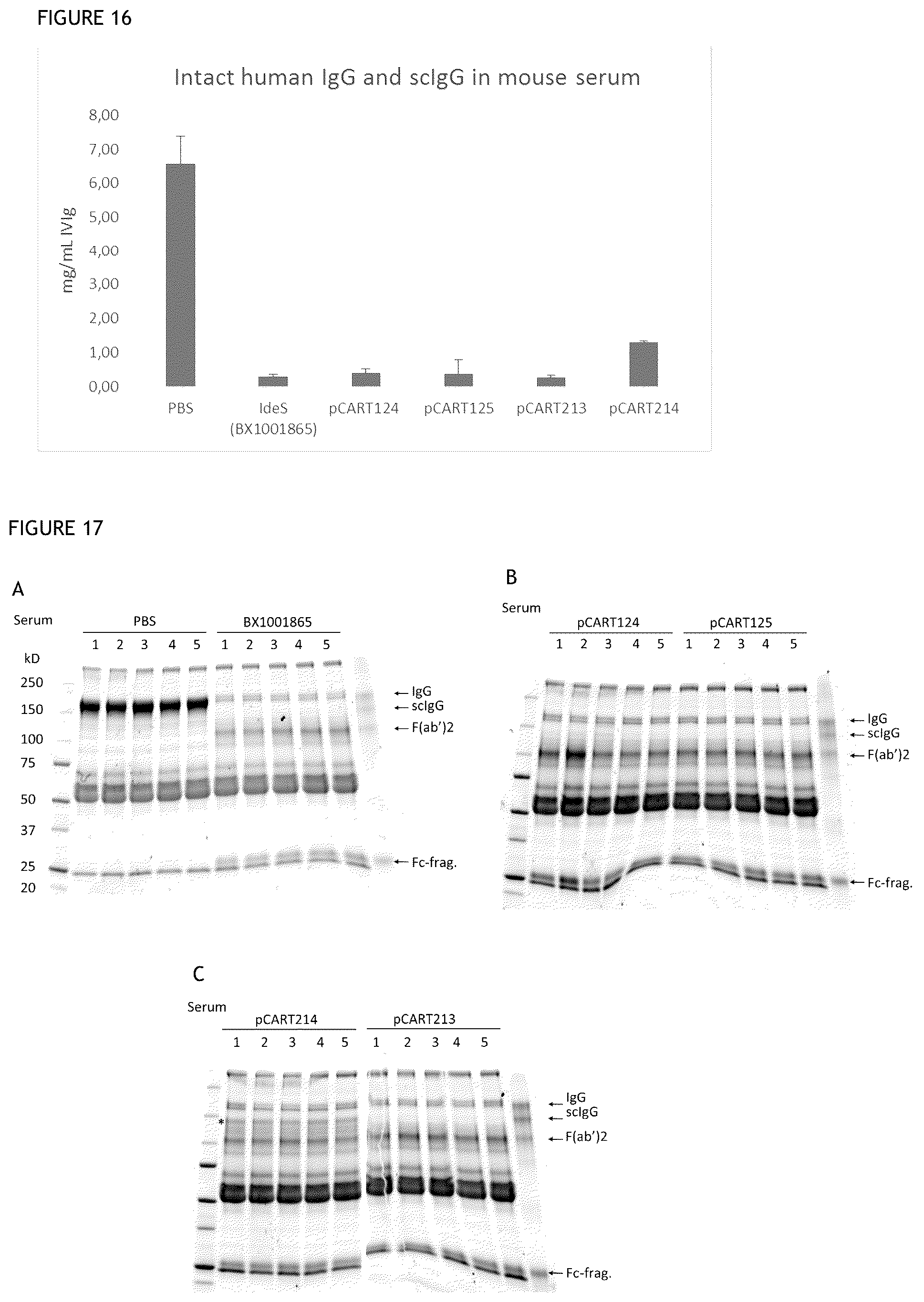 Patent US12359183 Figure 13 – Cysteine protease