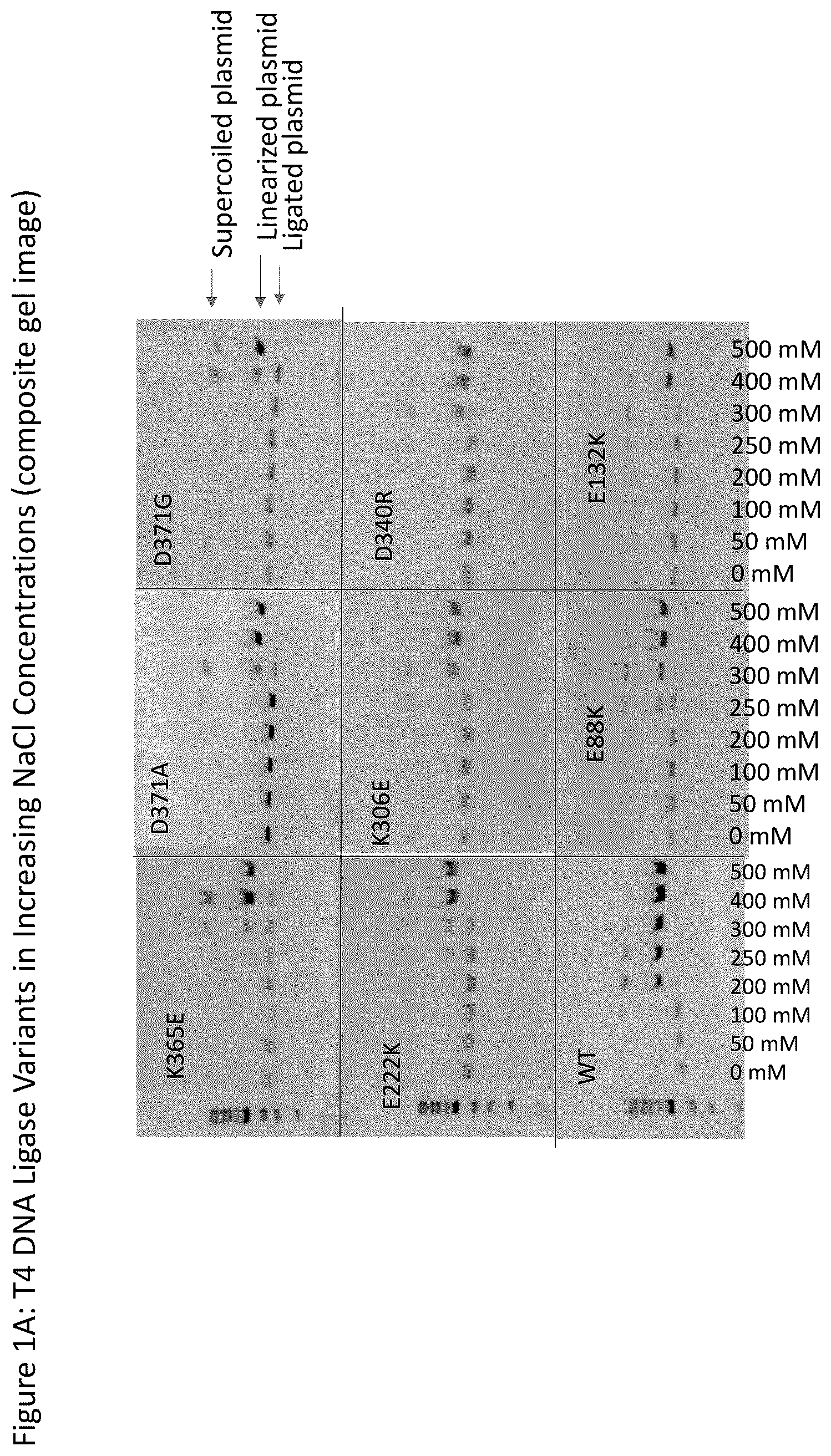 Patent US12359185 Figure 1 – T4 DNA ligase variants with increased resistance to salt