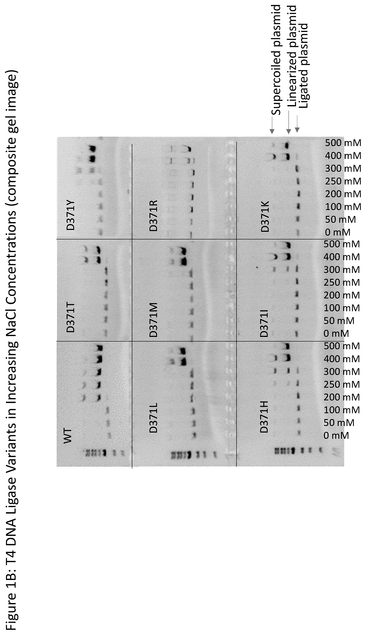 Patent US12359185 Figure 2 – T4 DNA ligase variants with increased resistance to salt