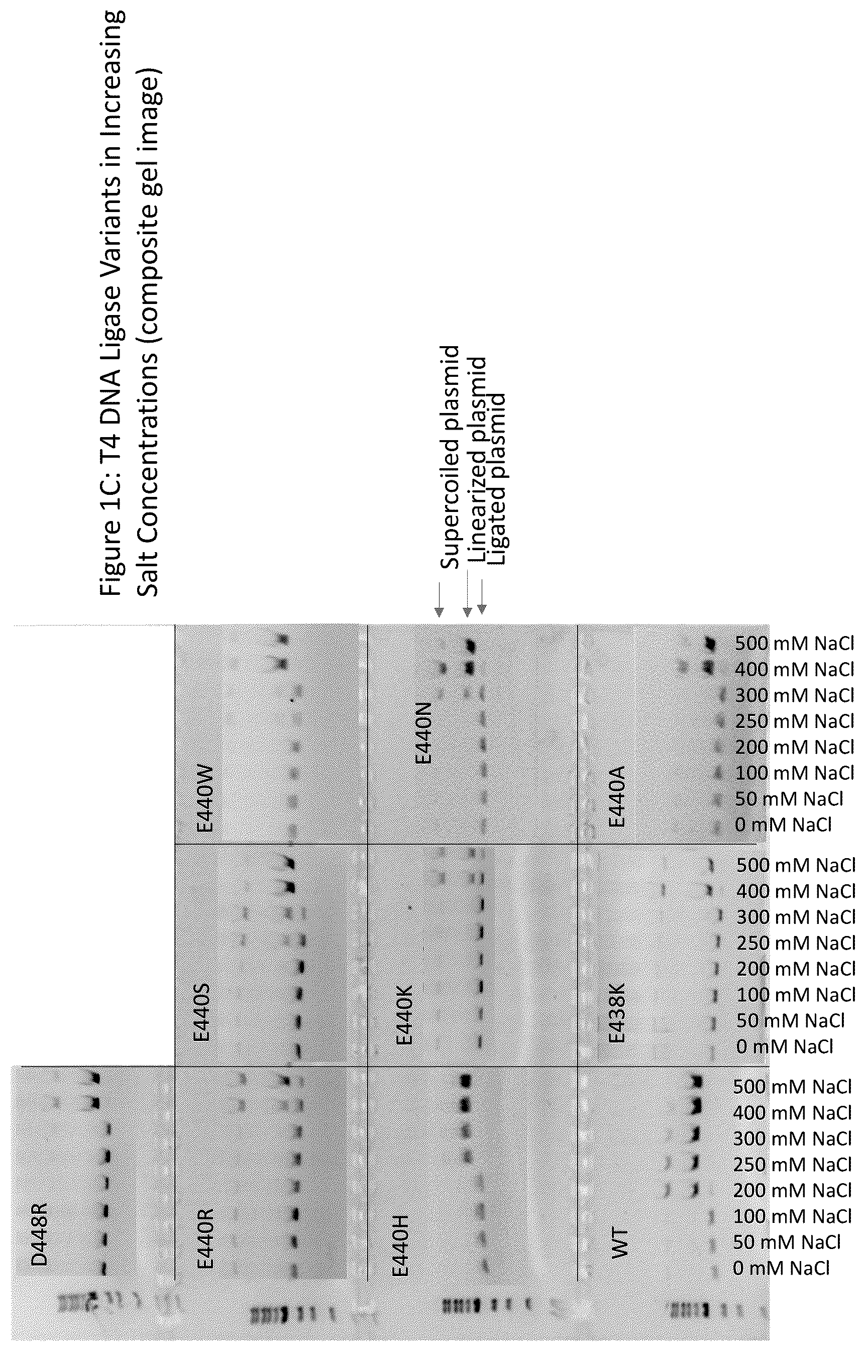 Patent US12359185 Figure 3 – T4 DNA ligase variants with increased resistance to salt