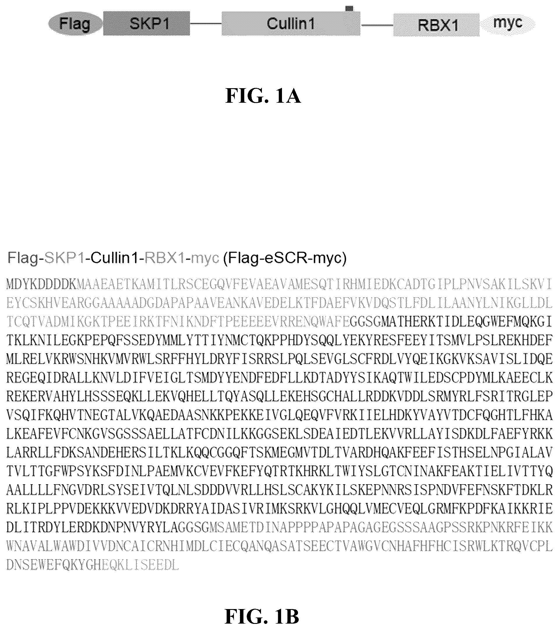 Patent US12359186 — Method for preparing multisubunit SCF E3 ligase with fusion protein through in vitro reconstitution, and use of multisubunit SCF E3 ligase — Figure 1
