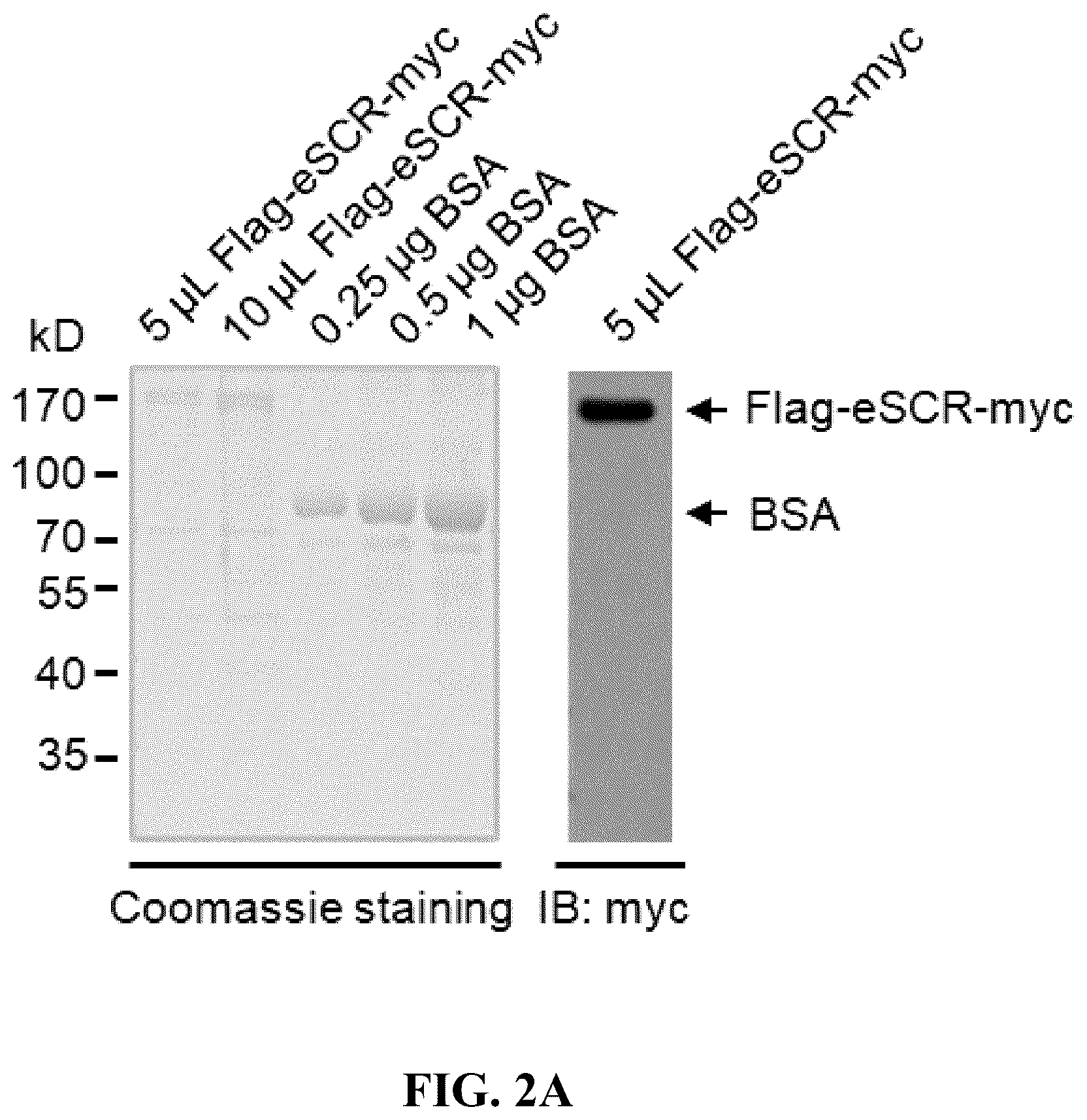 Patent US12359186 Figure 2 – Method for preparing multisubunit SCF E3 ligase with fusion protein through in vitro reconstitution, and use of multisubunit SCF E3 ligase