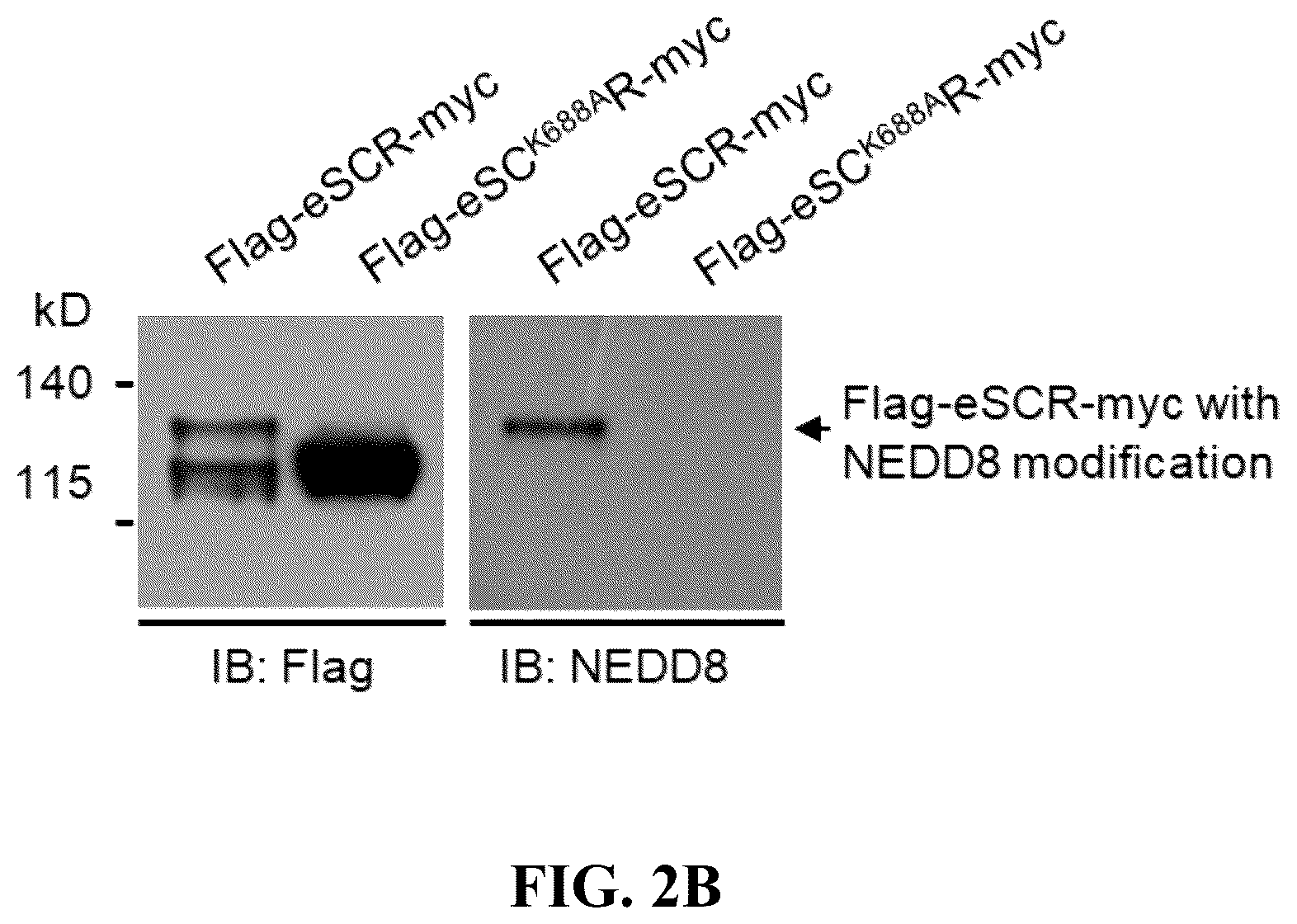 Patent US12359186 Figure 3 – Method for preparing multisubunit SCF E3 ligase with fusion protein through in vitro reconstitution, and use of multisubunit SCF E3 ligase