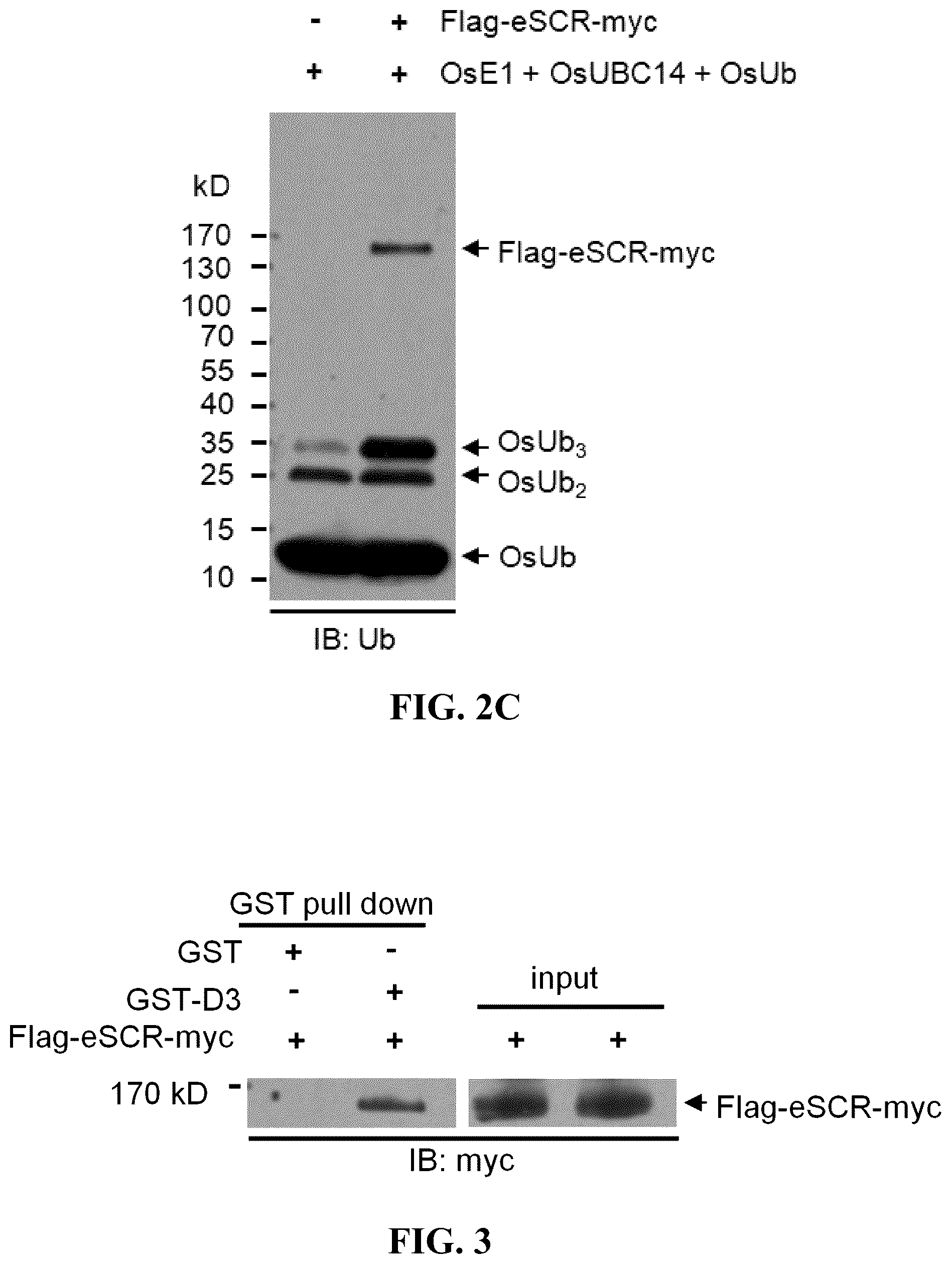 Patent US12359186 Figure 4 – Method for preparing multisubunit SCF E3 ligase with fusion protein through in vitro reconstitution, and use of multisubunit SCF E3 ligase