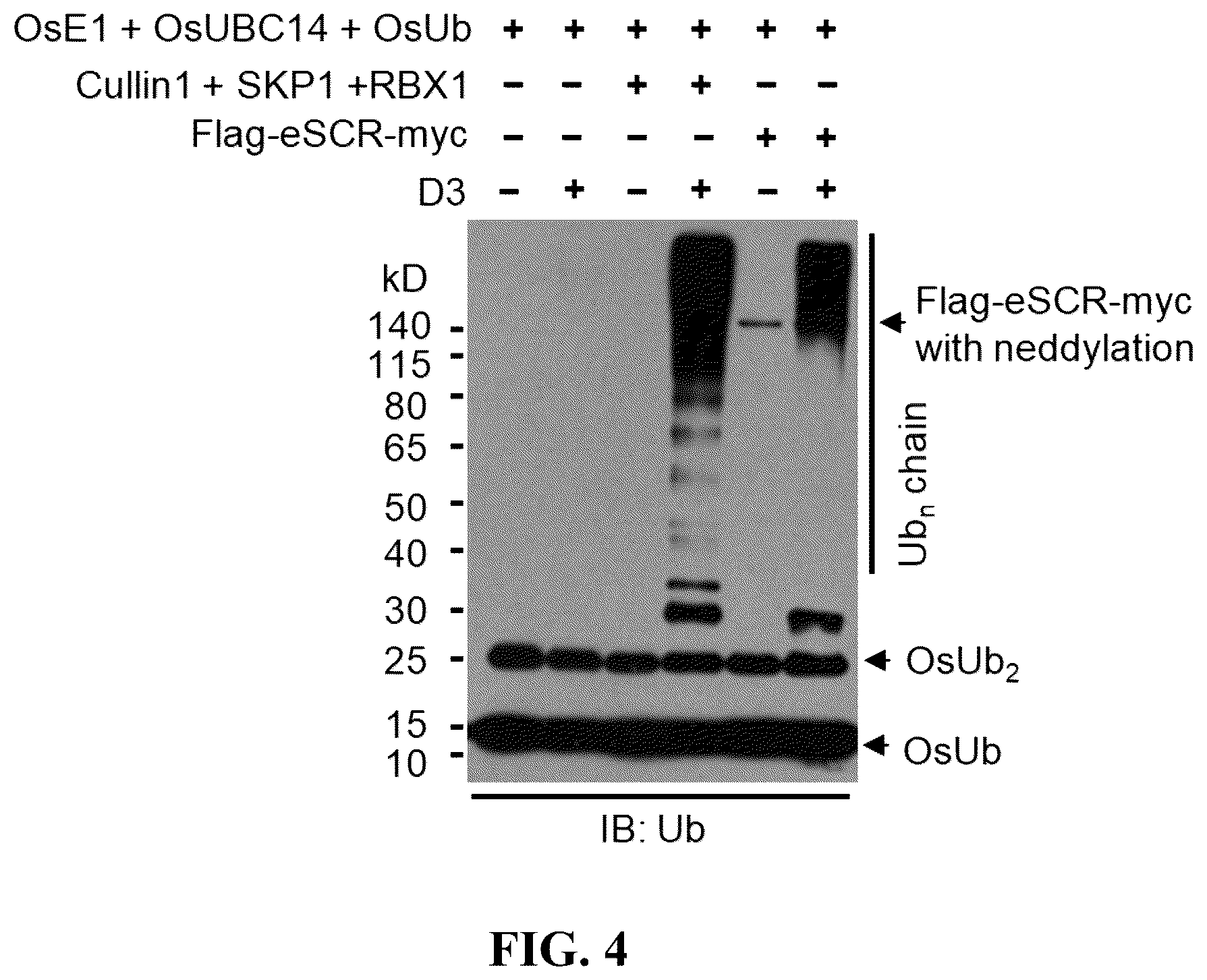 Patent US12359186 Figure 5 – Method for preparing multisubunit SCF E3 ligase with fusion protein through in vitro reconstitution, and use of multisubunit SCF E3 ligase