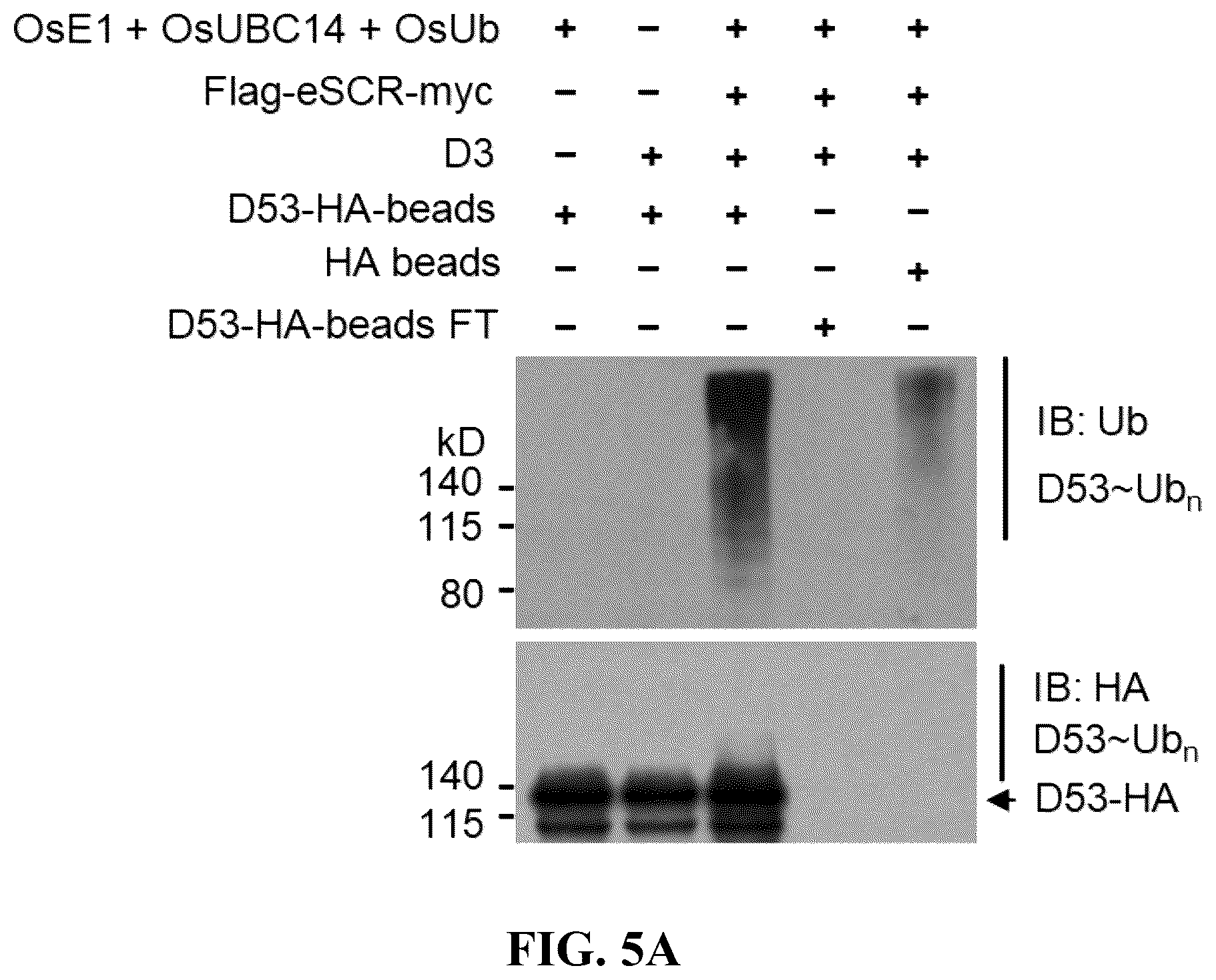 Patent US12359186 Figure 6 – Method for preparing multisubunit SCF E3 ligase with fusion protein through in vitro reconstitution, and use of multisubunit SCF E3 ligase