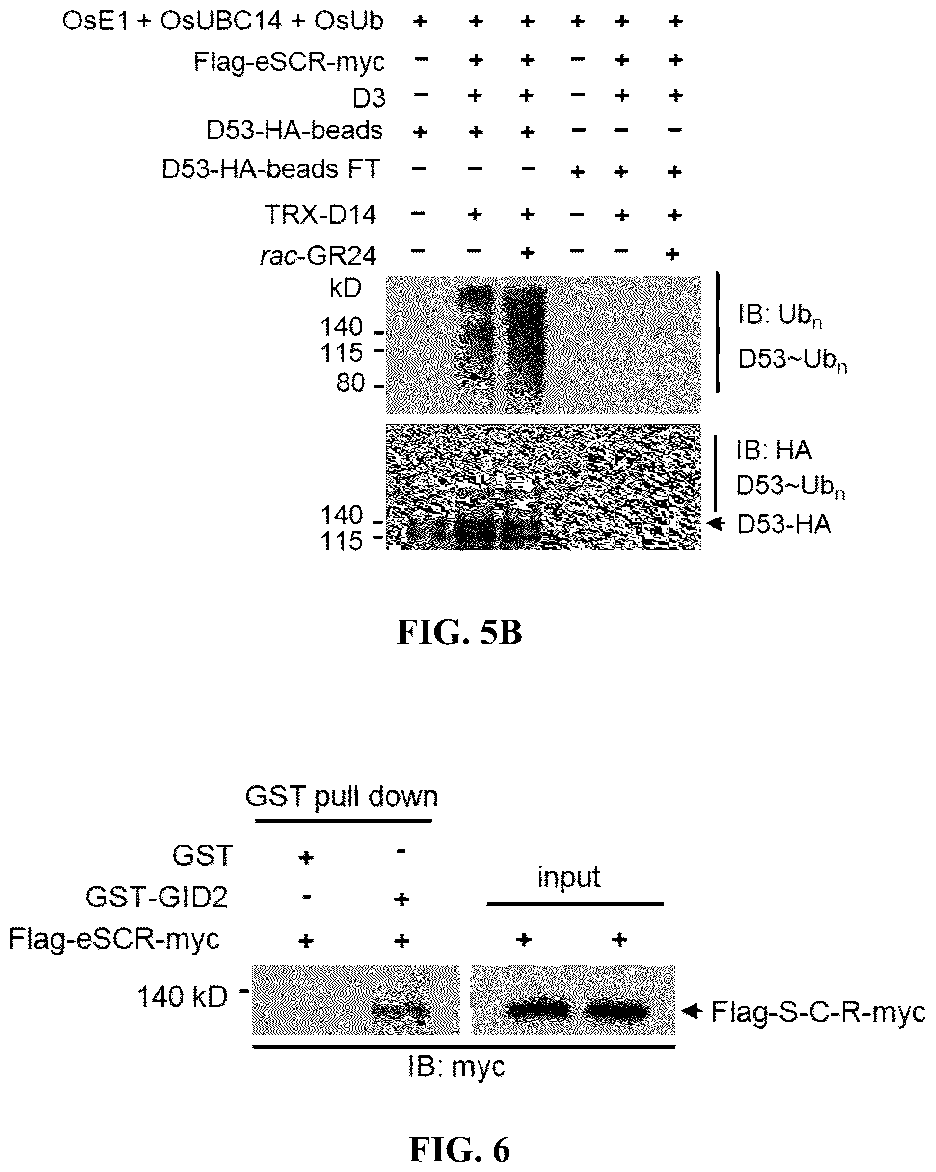 Patent US12359186 Figure 7 – Method for preparing multisubunit SCF E3 ligase with fusion protein through in vitro reconstitution, and use of multisubunit SCF E3 ligase