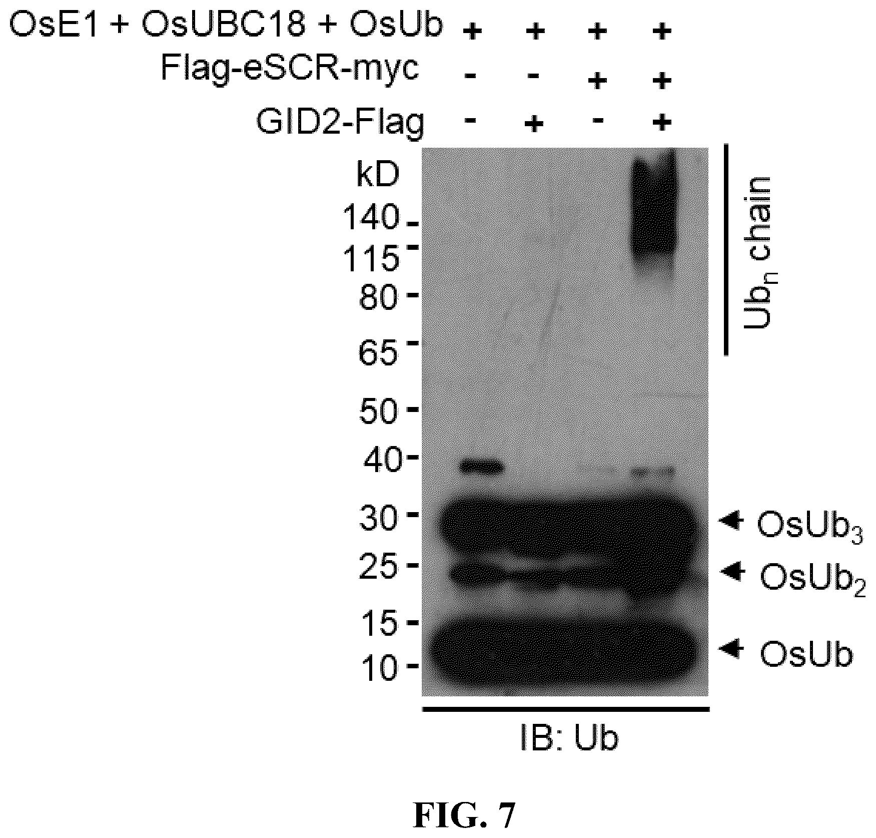 Patent US12359186 Figure 8 – Method for preparing multisubunit SCF E3 ligase with fusion protein through in vitro reconstitution, and use of multisubunit SCF E3 ligase