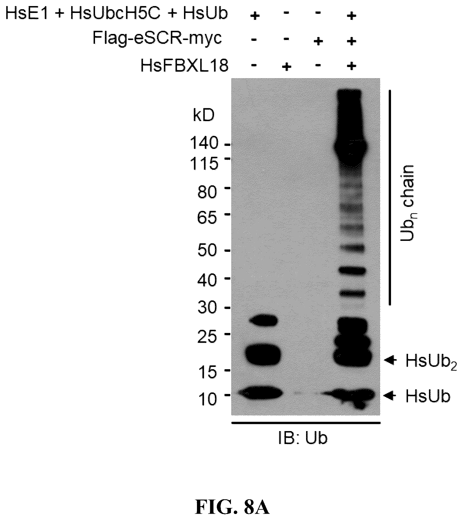 Patent US12359186 Figure 9 – Method for preparing multisubunit SCF E3 ligase with fusion protein through in vitro reconstitution, and use of multisubunit SCF E3 ligase