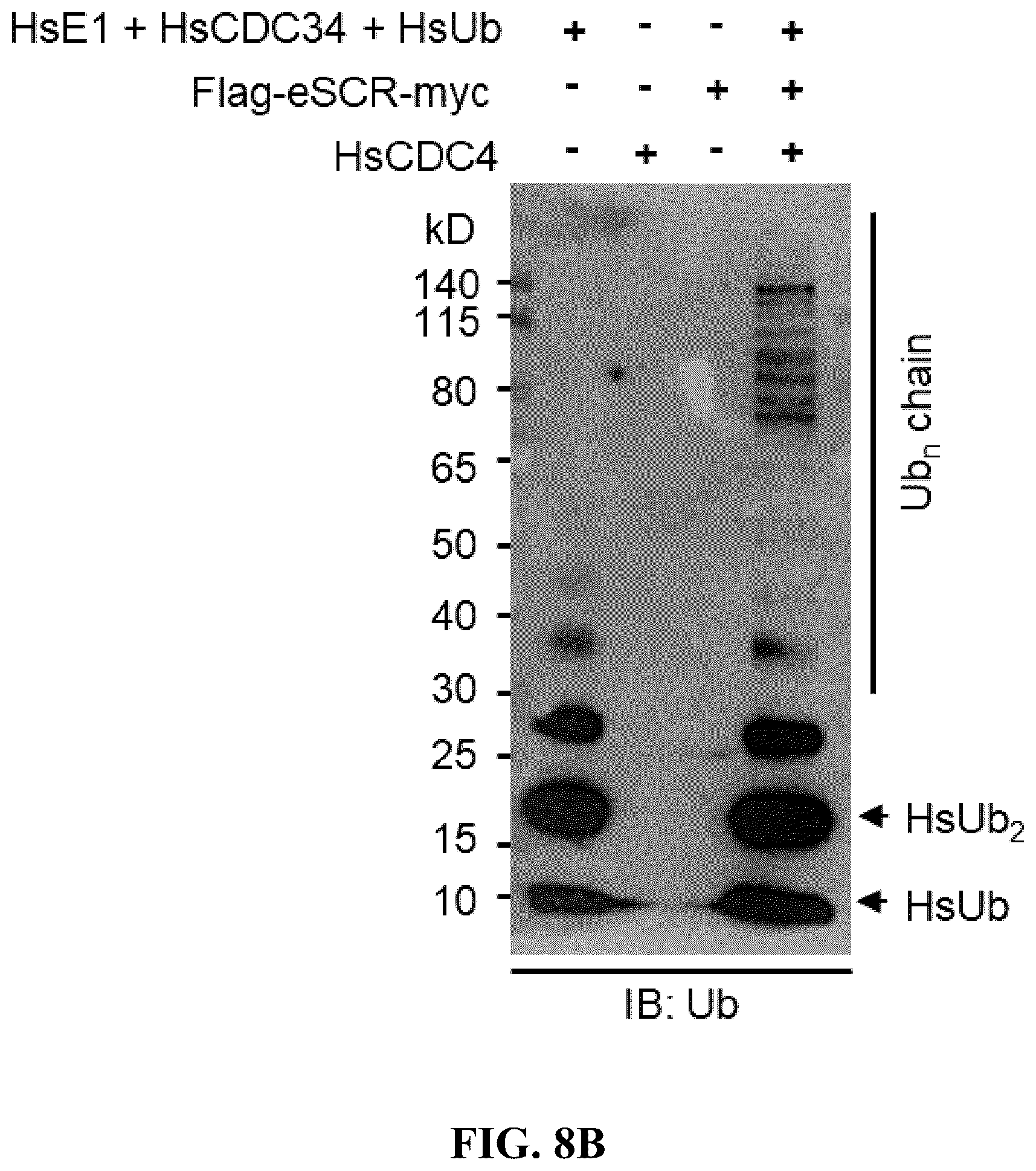 Patent US12359186 Figure 10 – Method for preparing multisubunit SCF E3 ligase with fusion protein through in vitro reconstitution, and use of multisubunit SCF E3 ligase