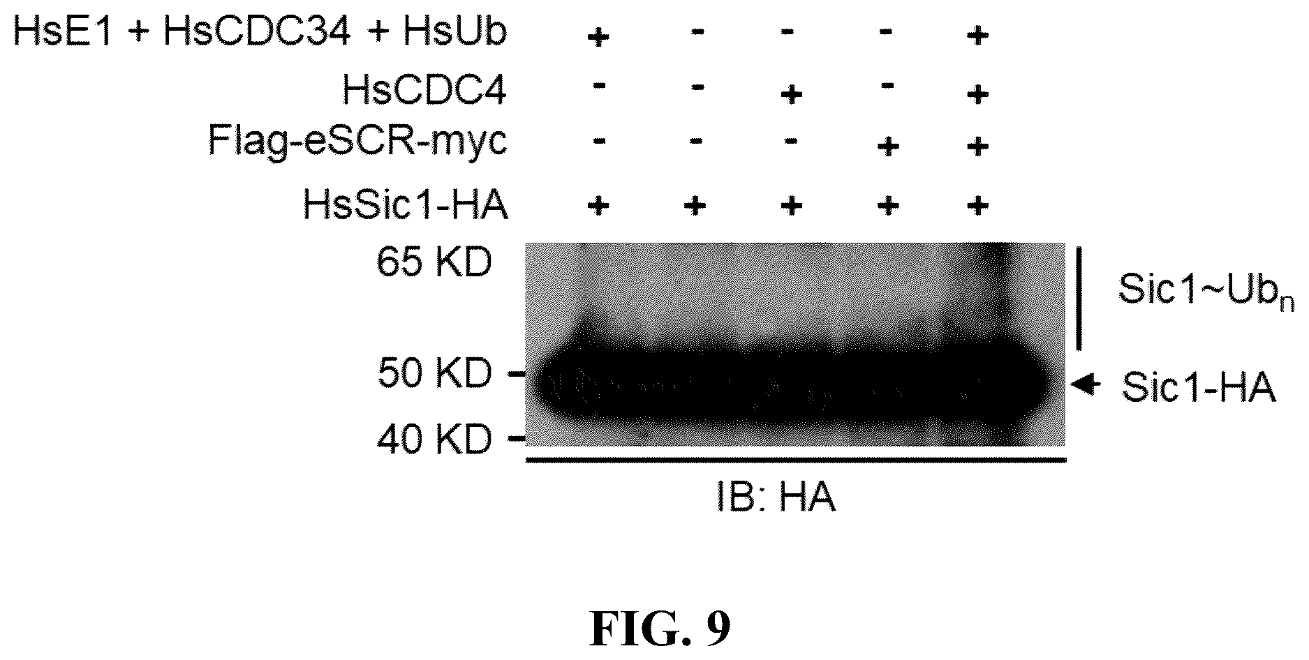 Patent US12359186 Figure 11 – Method for preparing multisubunit SCF E3 ligase with fusion protein through in vitro reconstitution, and use of multisubunit SCF E3 ligase