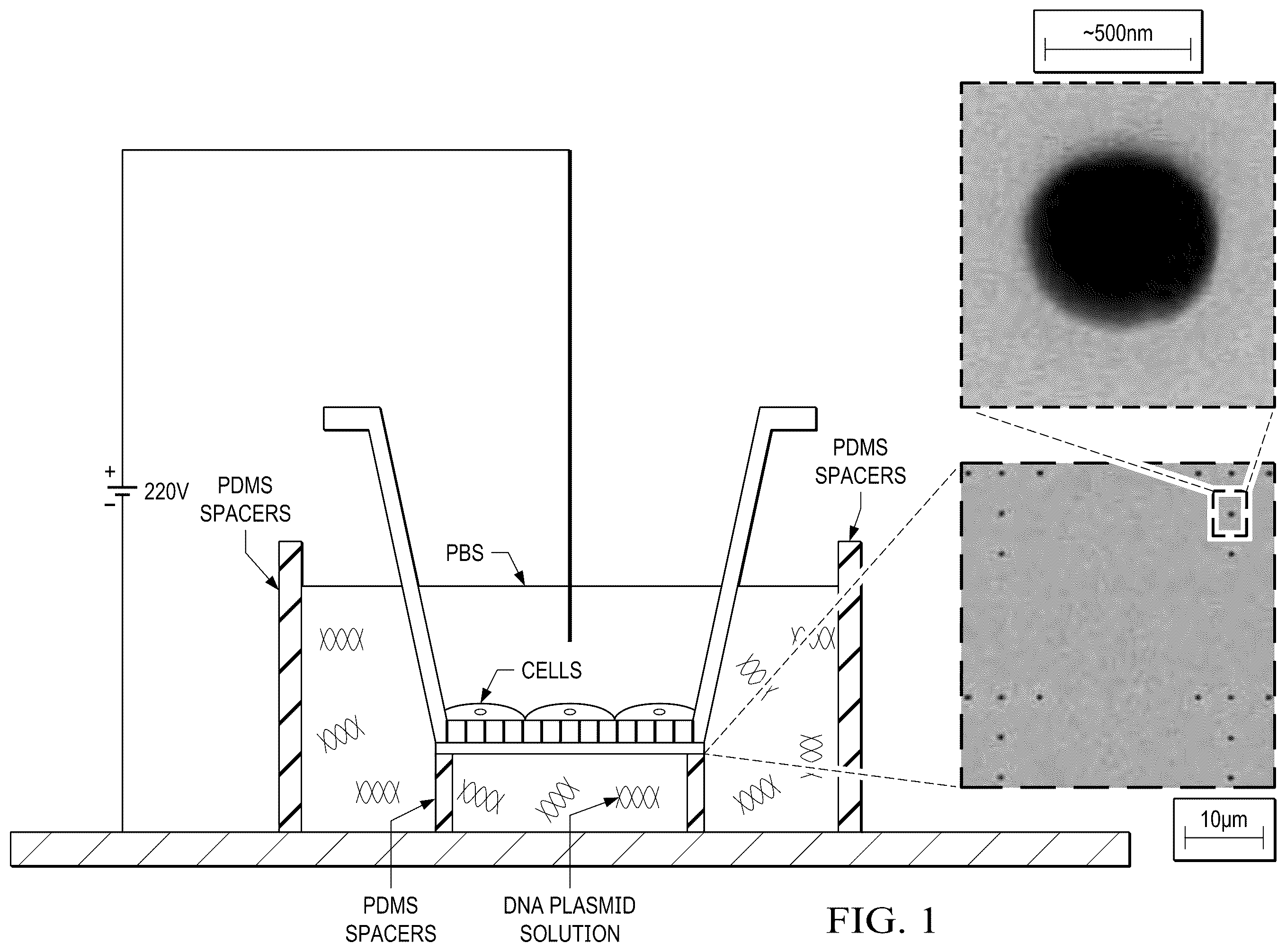 Patent US12359188 Figure 1 – Method for producing therapeutic exosomes from nanoelectroporation and other non-endocytic cell transfection
