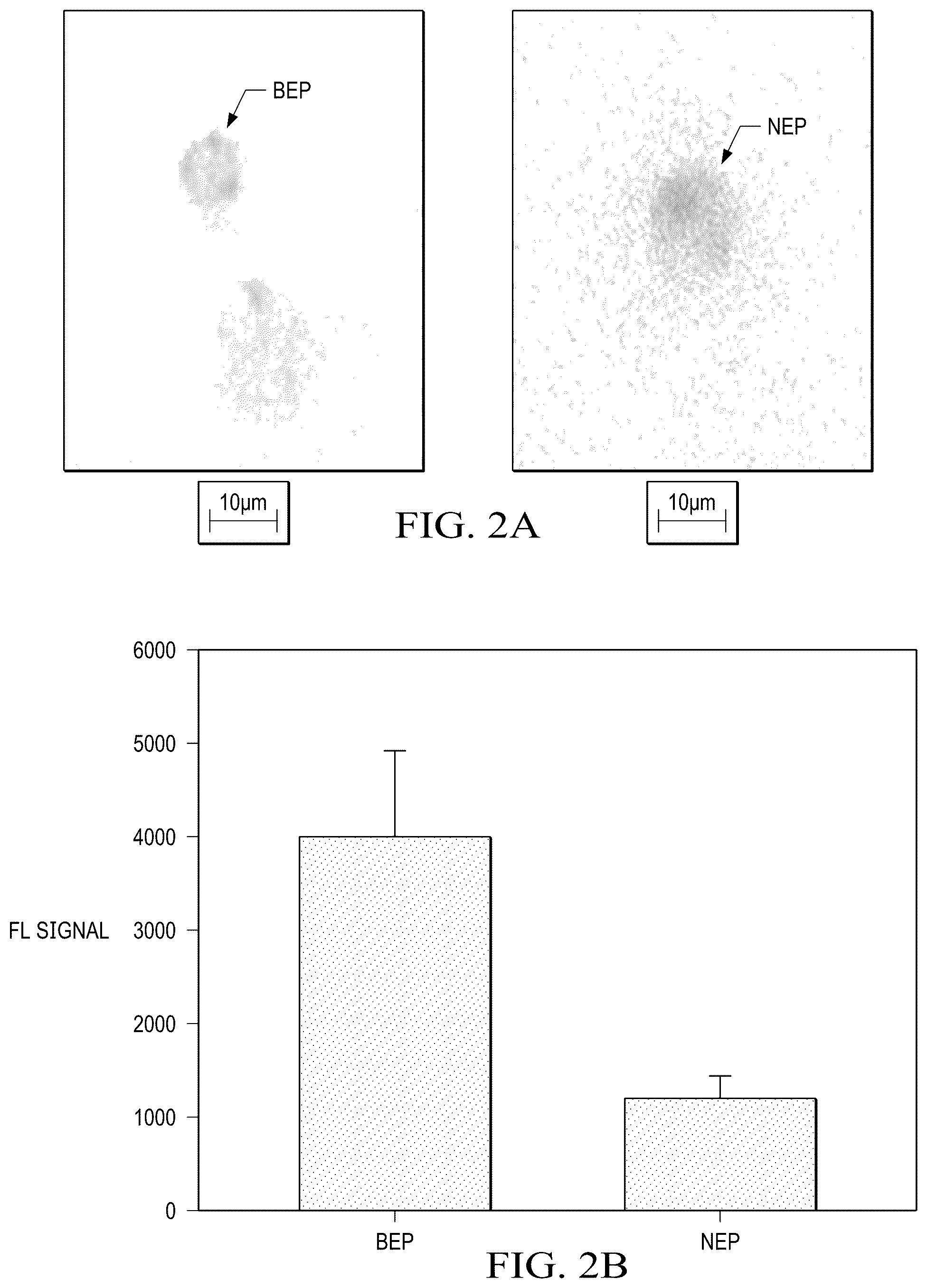 Patent US12359188 Figure 2 – Method for producing therapeutic exosomes from nanoelectroporation and other non-endocytic cell transfection