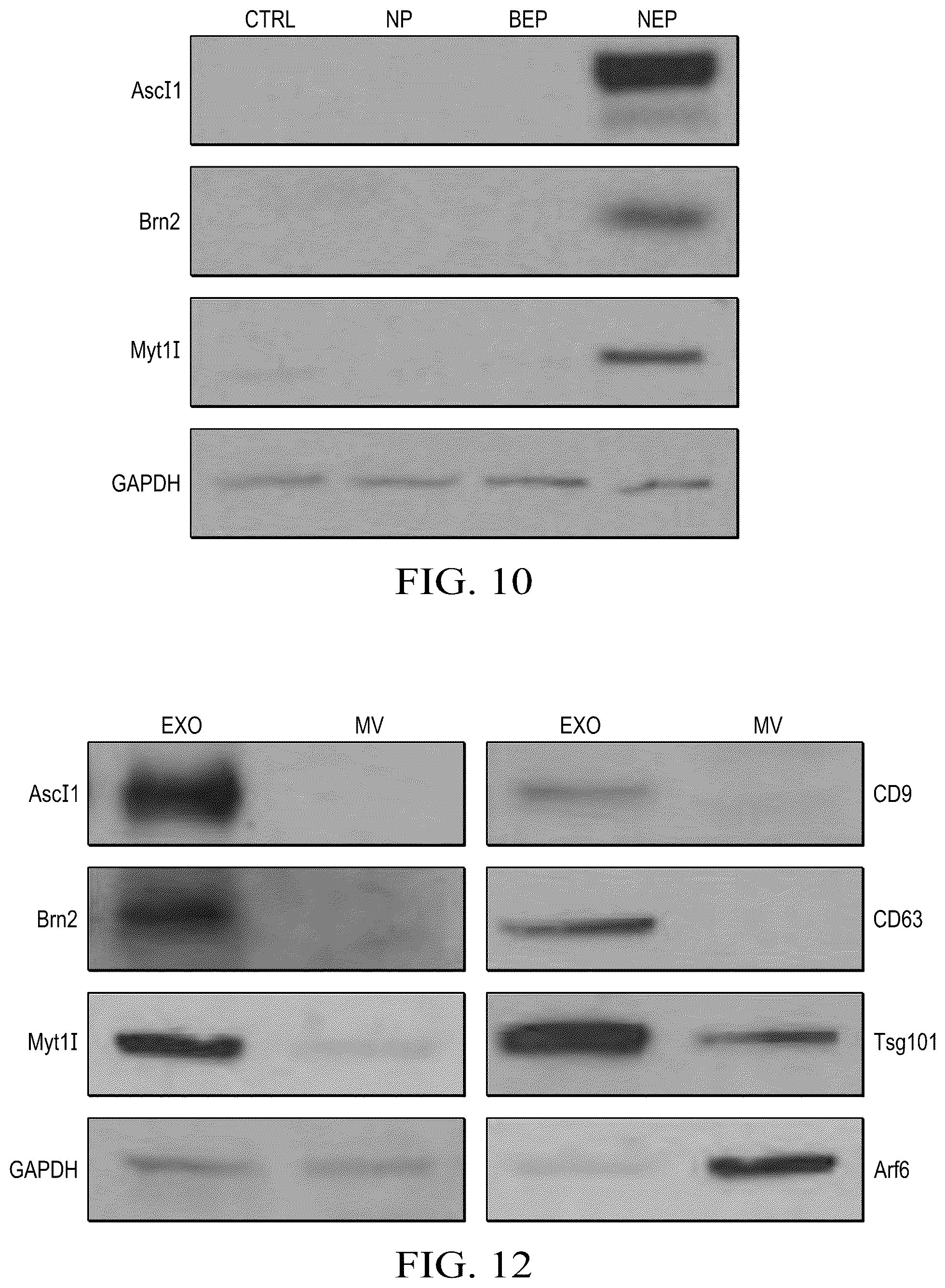 Patent US12359188 Figure 9 – Method for producing therapeutic exosomes from nanoelectroporation and other non-endocytic cell transfection