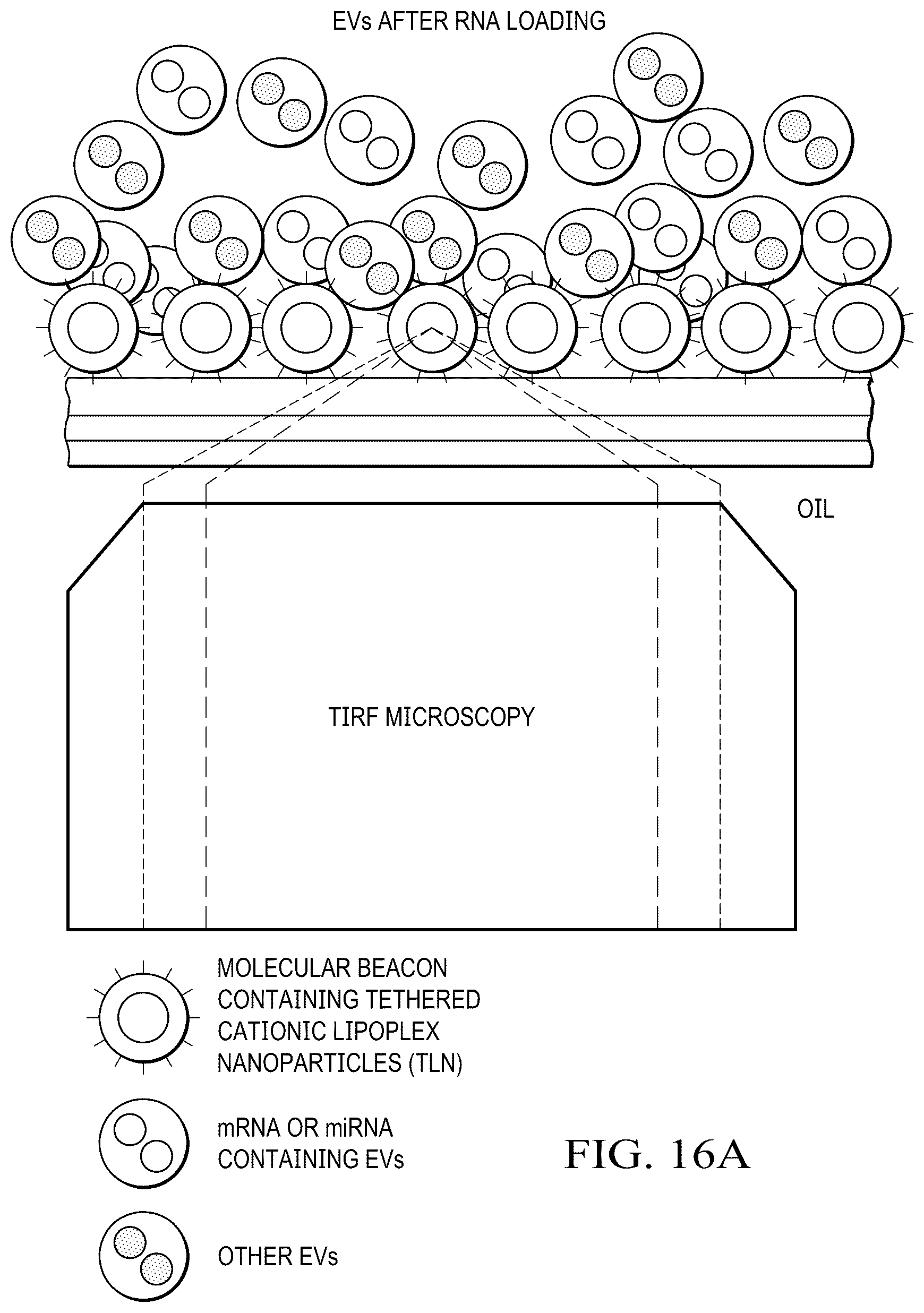 Patent US12359188 Figure 14 – Method for producing therapeutic exosomes from nanoelectroporation and other non-endocytic cell transfection
